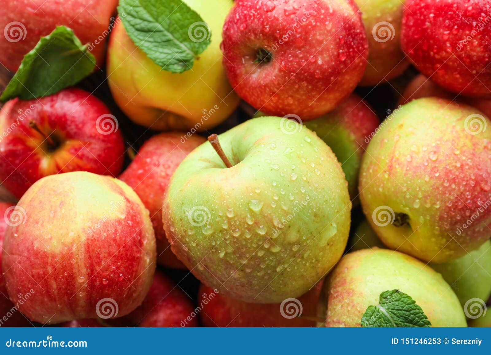 Many Ripe Juicy Apples with Water Drops Stock Image Image of