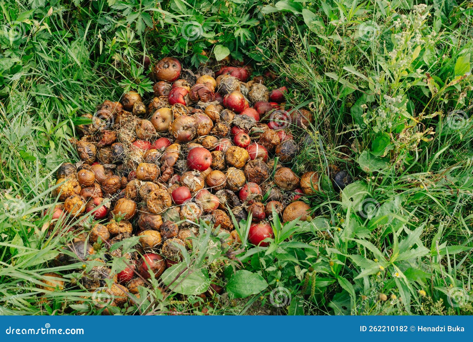 Many Rotten Apples are Piled on the Grass Stock Photo Image of