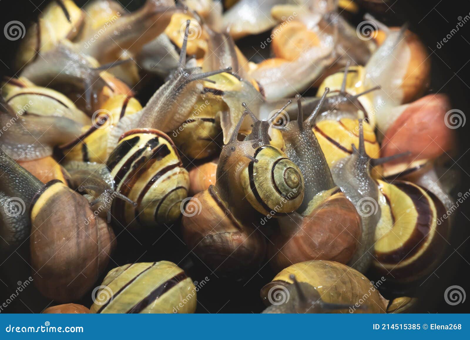 Multicolored live snails stock image. Image of brown 214515385