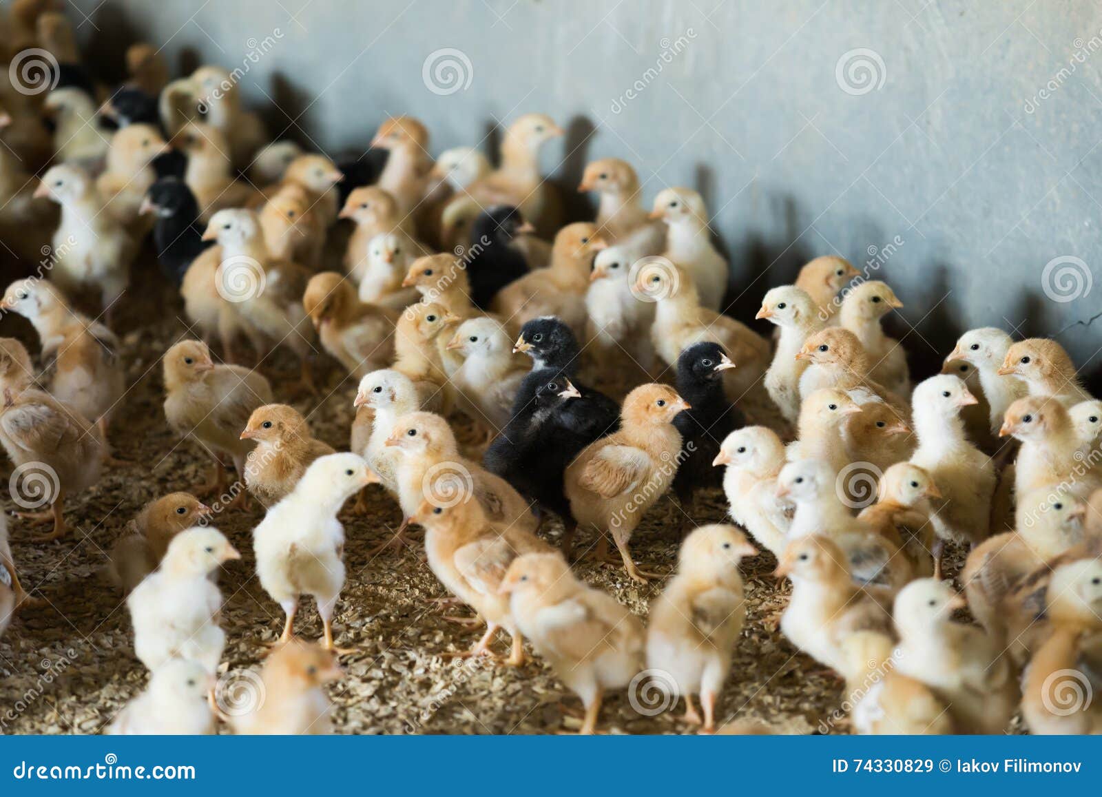 Many Small Multicolored Broiler Chicks Stock Image Image of bevy
