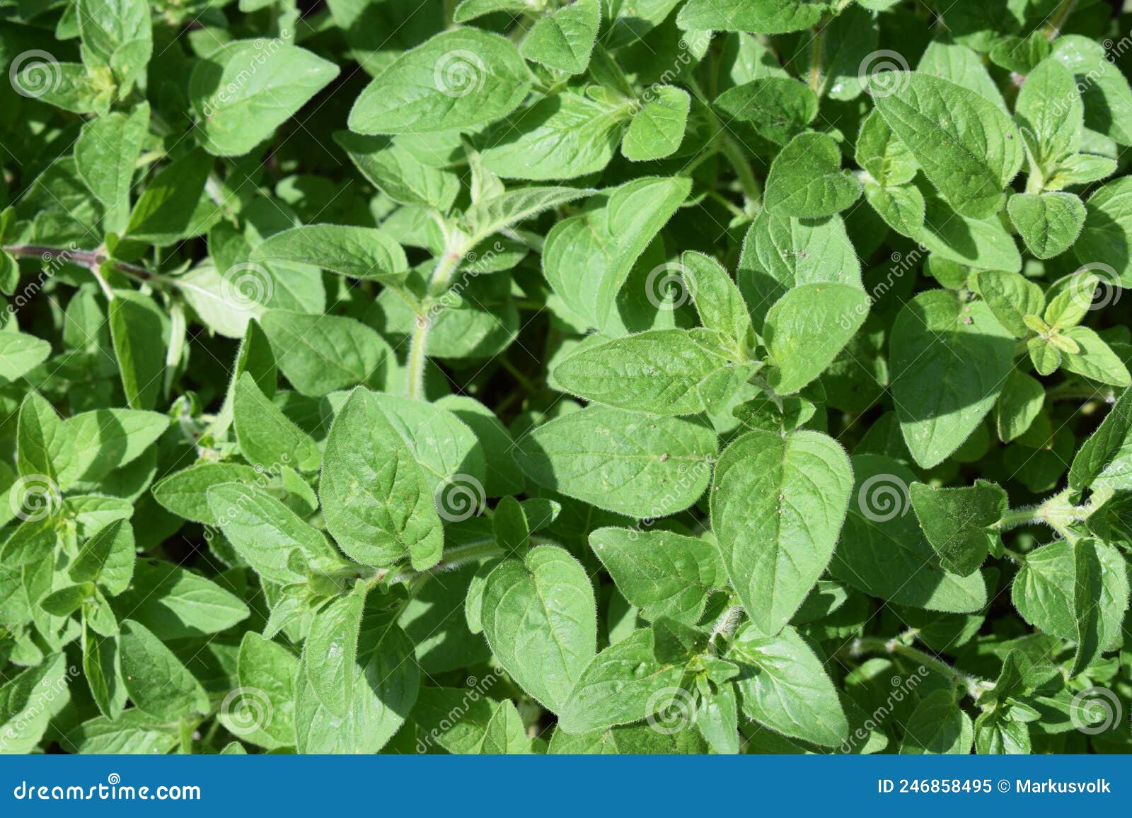 Oregano plants stock image. Image of petal, small, green 246858495