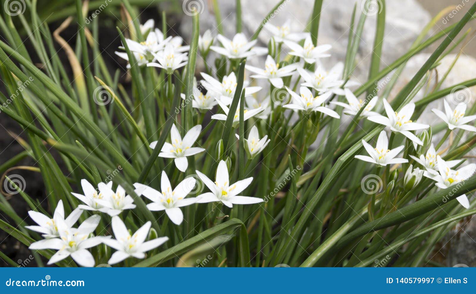Many Small White Flowers on a Bush Stock Image Image of blossom