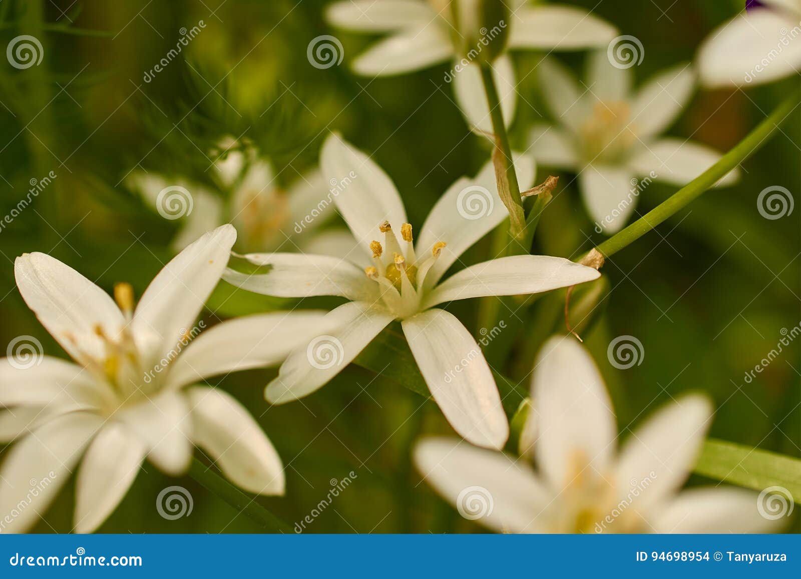 Many Small White Flowers Grow on Meadow Closeup Stock Photo Image of