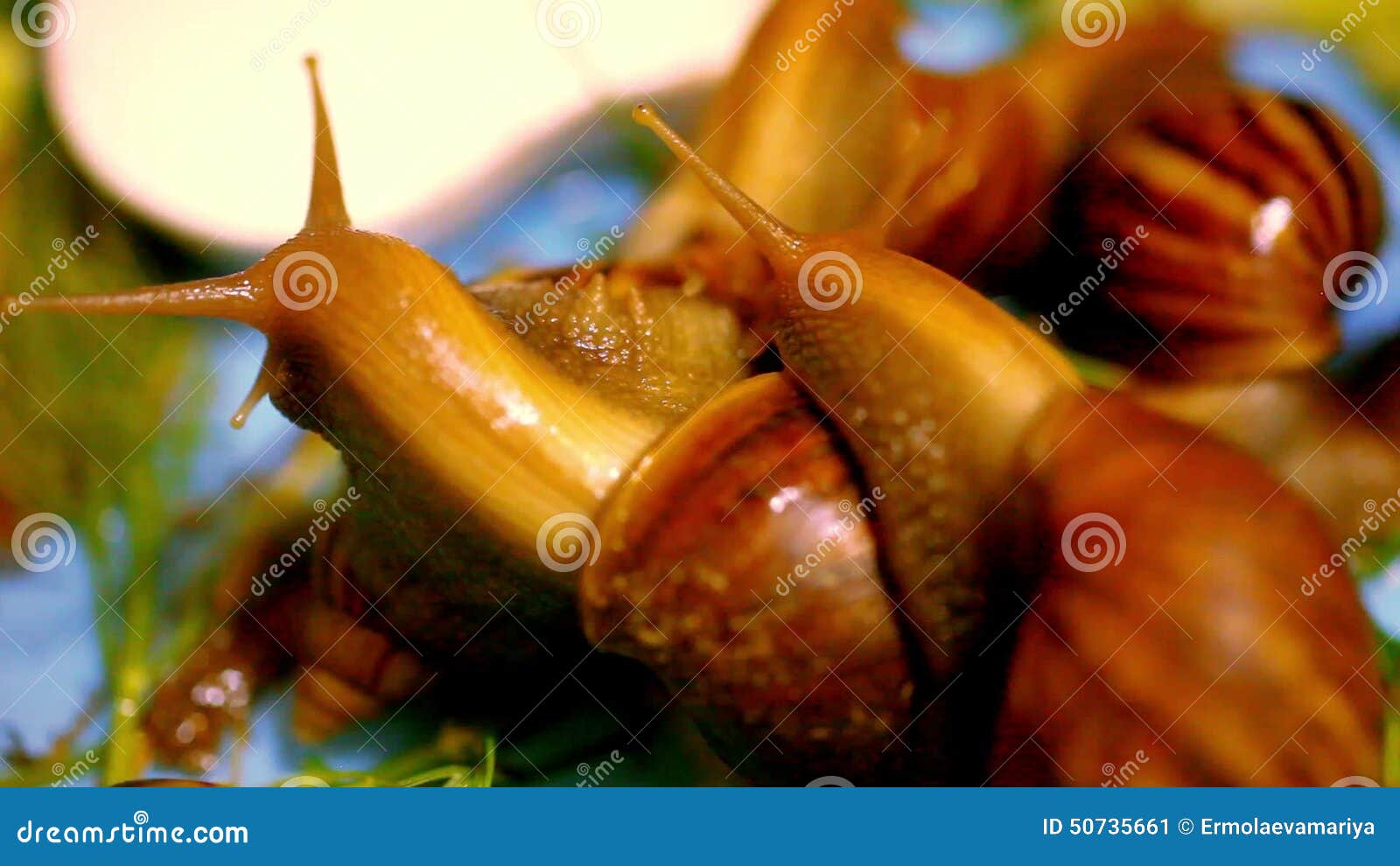 Many Snails Crawling and Eating Plants. Macro Stock Video Video of