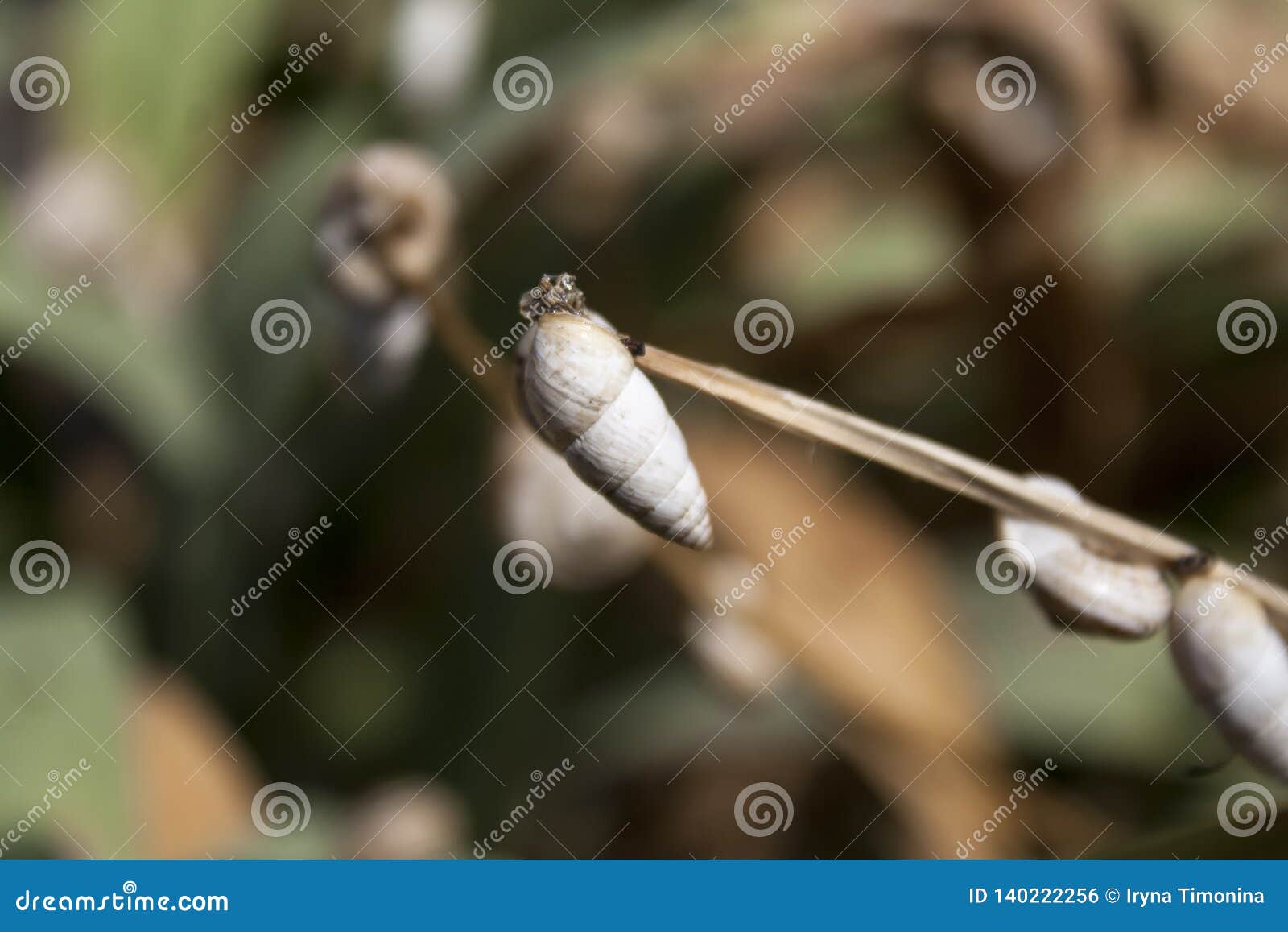 Many Snails. Snail on the Plant. Stock Photo Image of nutrition