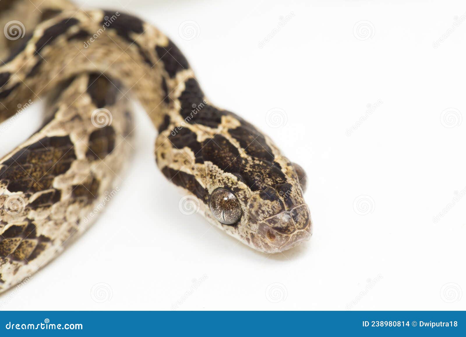 the many-spotted cat snake boiga multomaculata  on white background