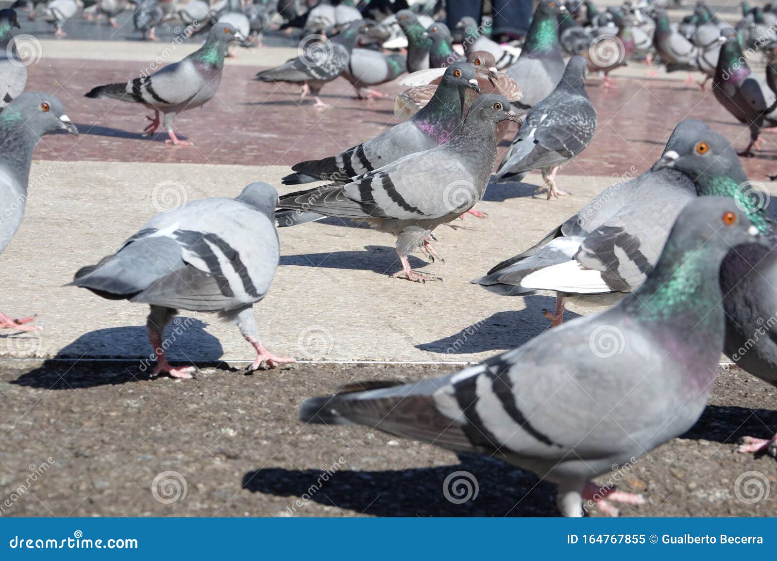 many street pigeons at plaza de cataluna