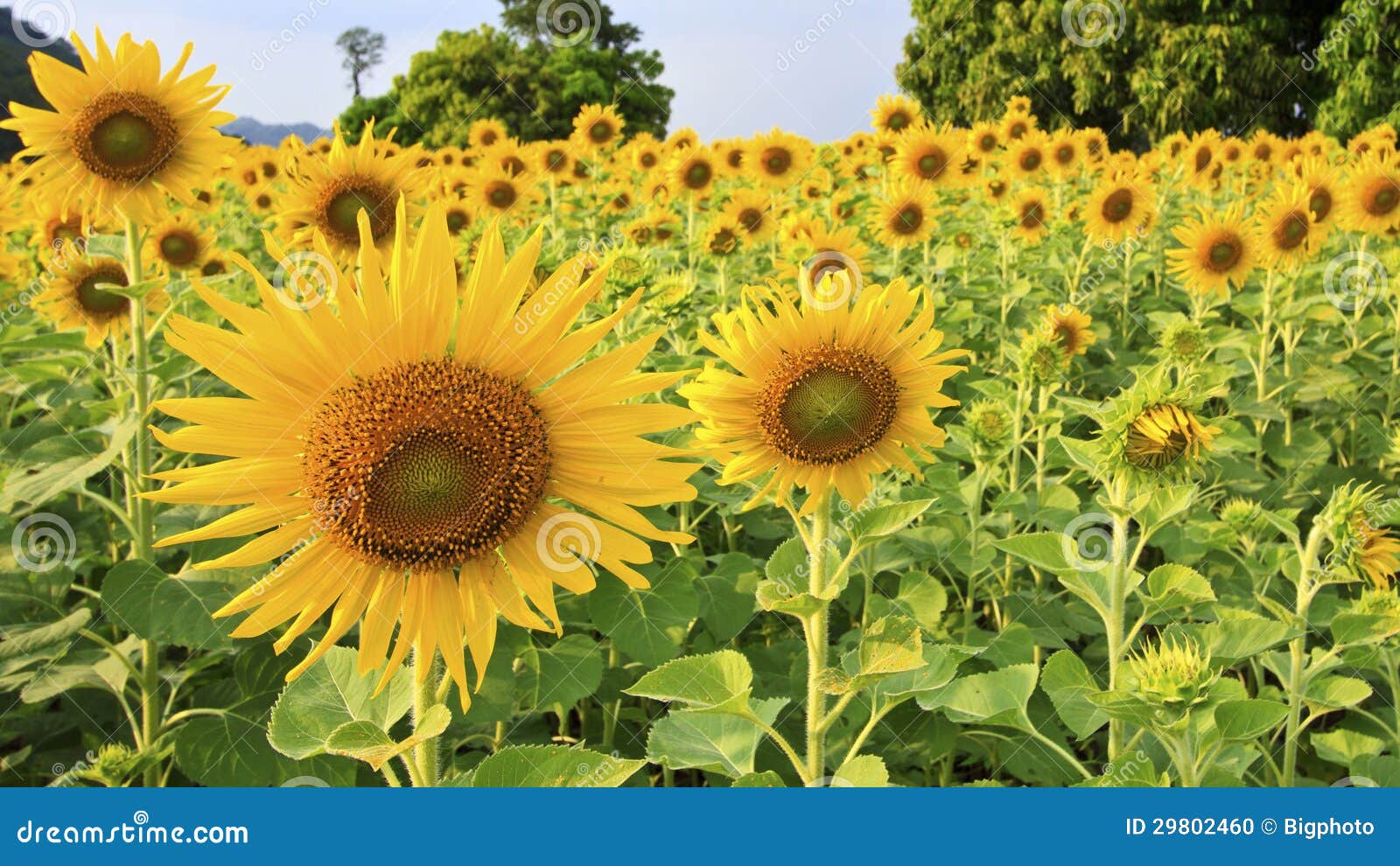 Sunflower blooming in farm stock photo. Image of spring 29802460