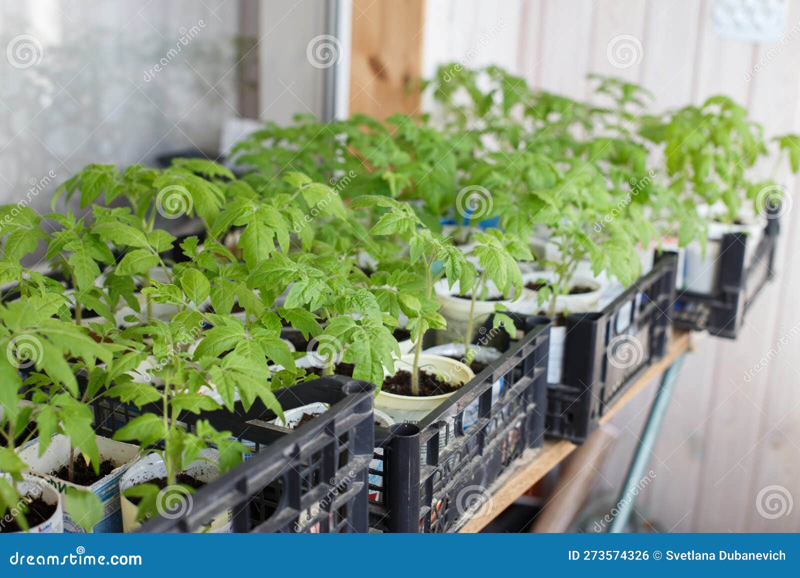 Many Tomato Seedlings Growing on on the Balcony of the House Stock