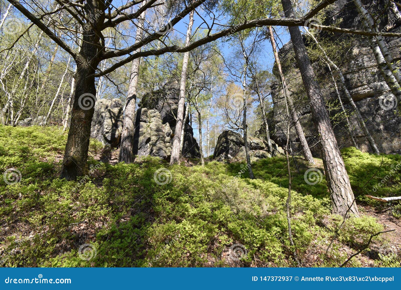 many trees at the green hiking trail in spring at elbe sandstone mountains in beautiful saxon switzerland near bohemian switzerlan