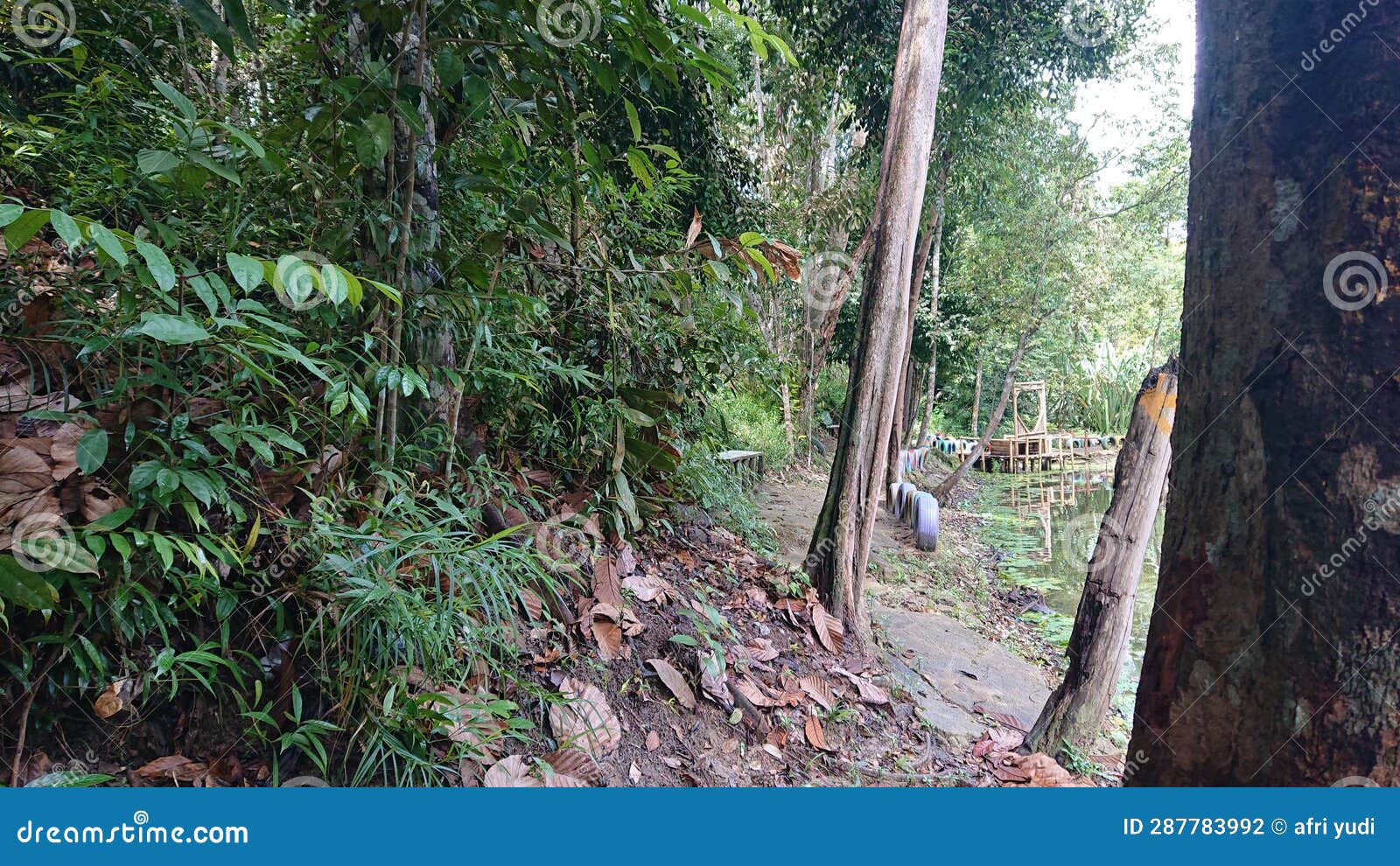 Many Trees in the Jungle Fresh Air Stock Photo Image of jungle, trees