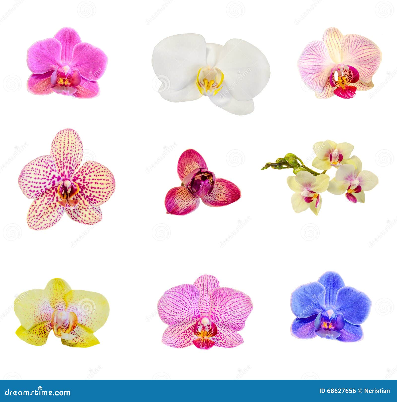 many types, collection of orchids flowers stock photo - image of
