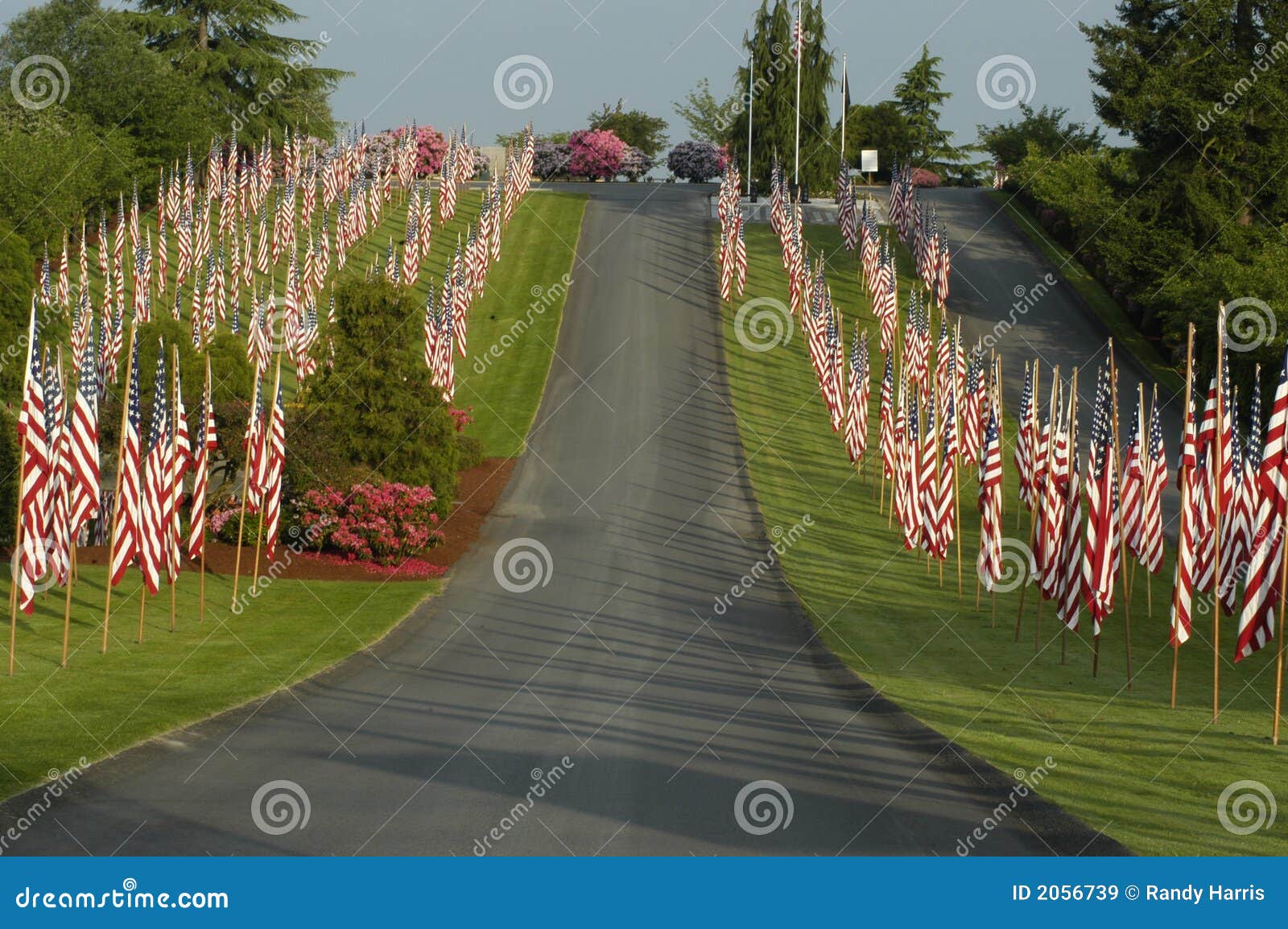 Many US Flags Placed in Lawn Stock Image Image of patriotism, blue