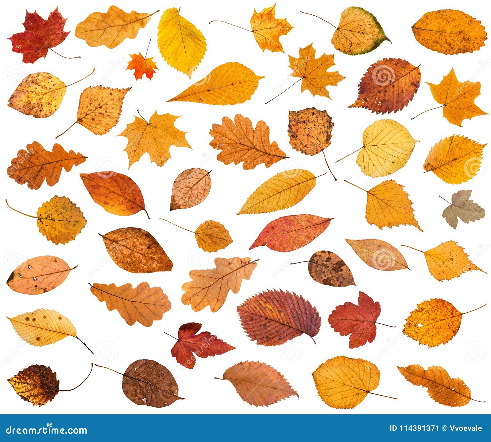 Many Various Dried Autumn Fallen Leaves Isolated Stock Image - Image of ...