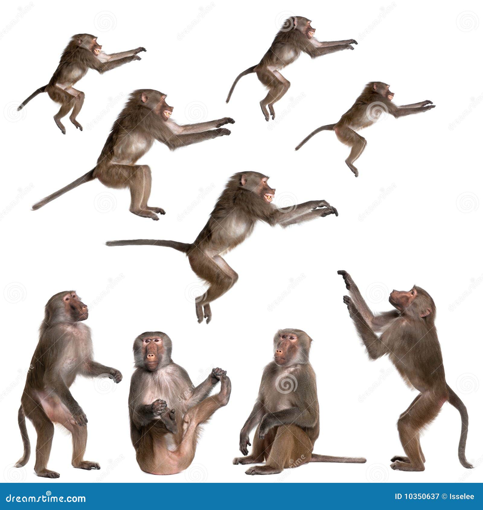 many views of baboon