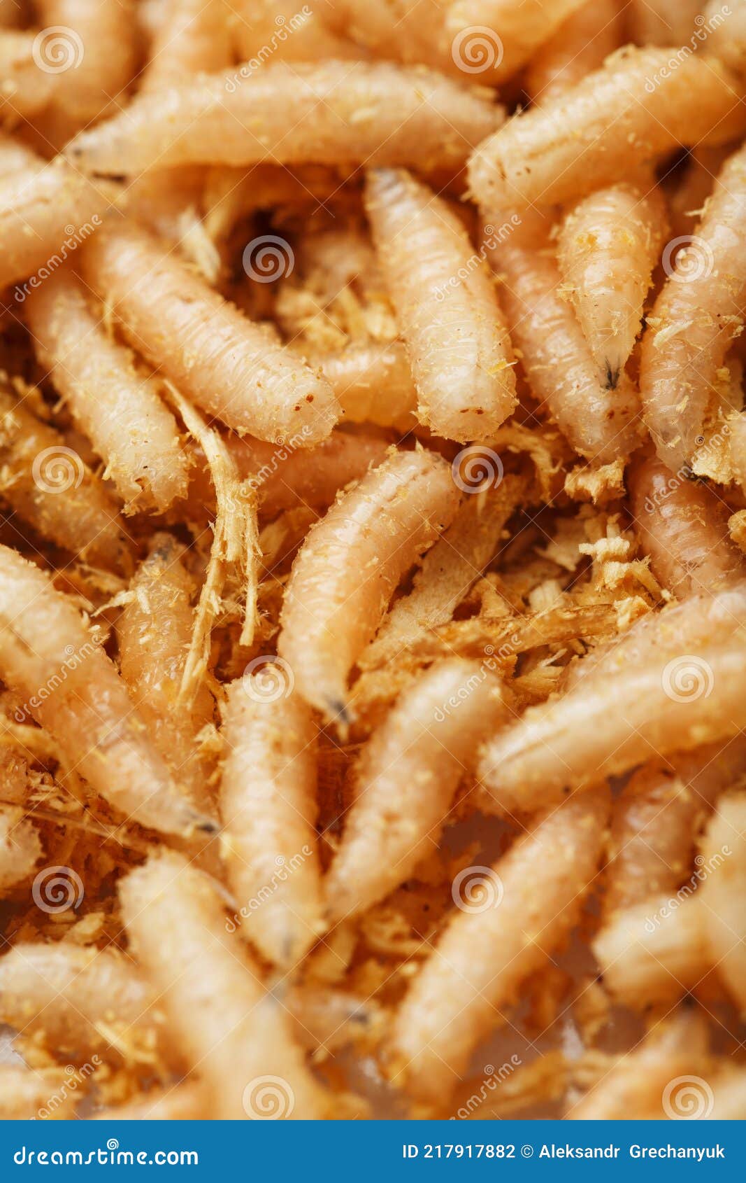 Many White Blowfly Larvae Close-up As Bait for Fishing and