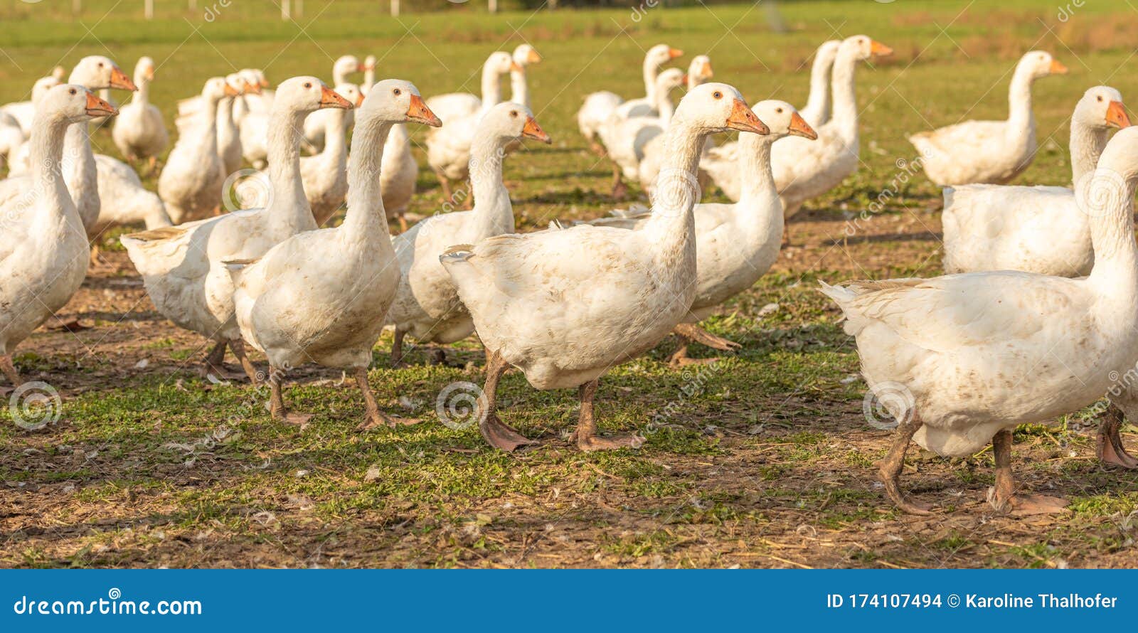 Many White Fattening Geese on a Meadow Stock Photo - Image of home ...