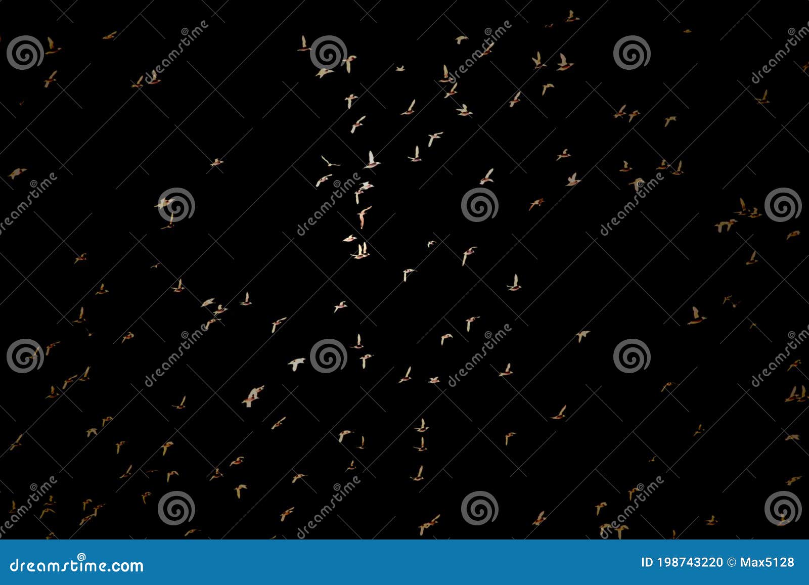 many white flying birds are equally distributed on black background