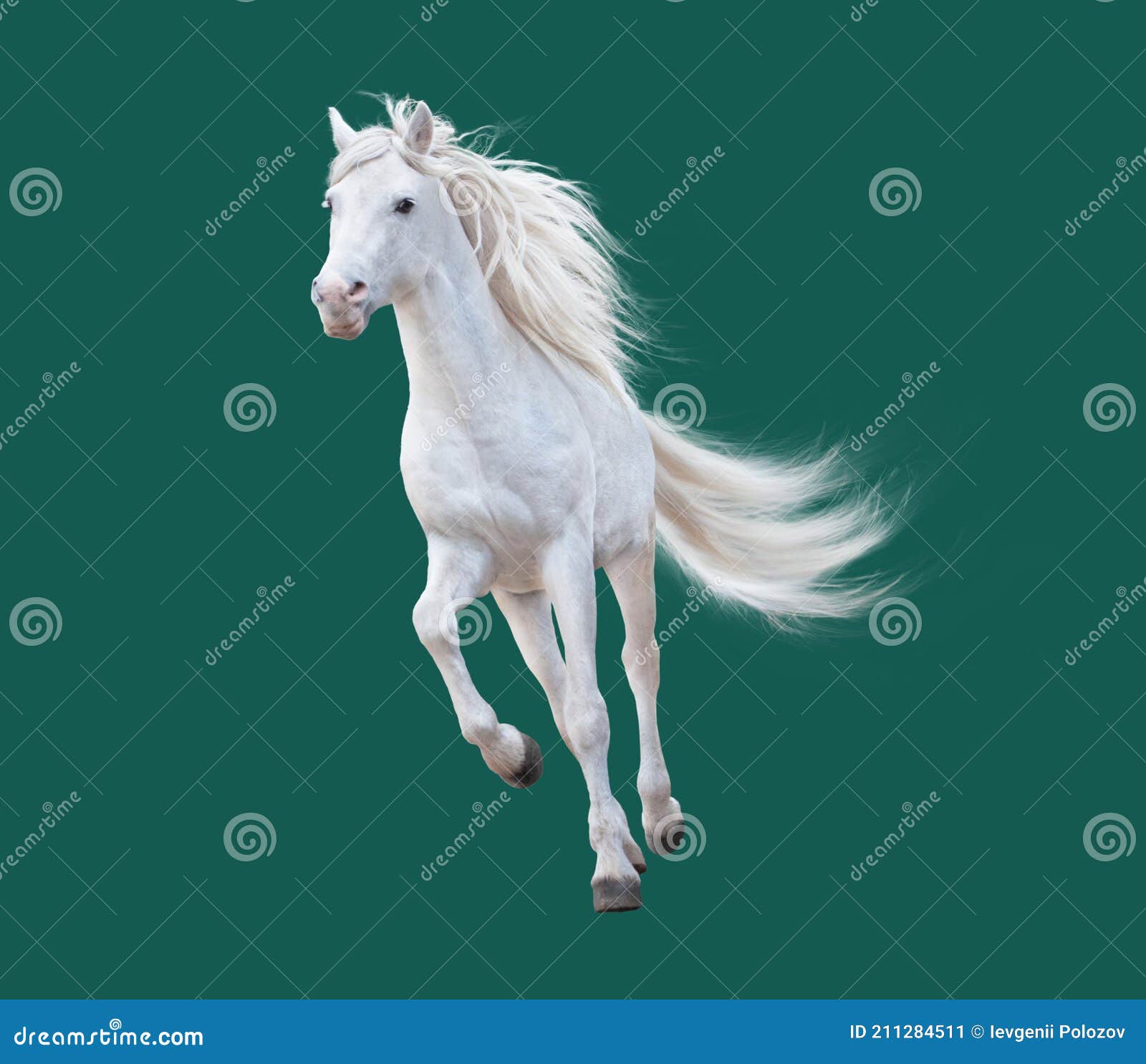 Running White Horse Wallpapers