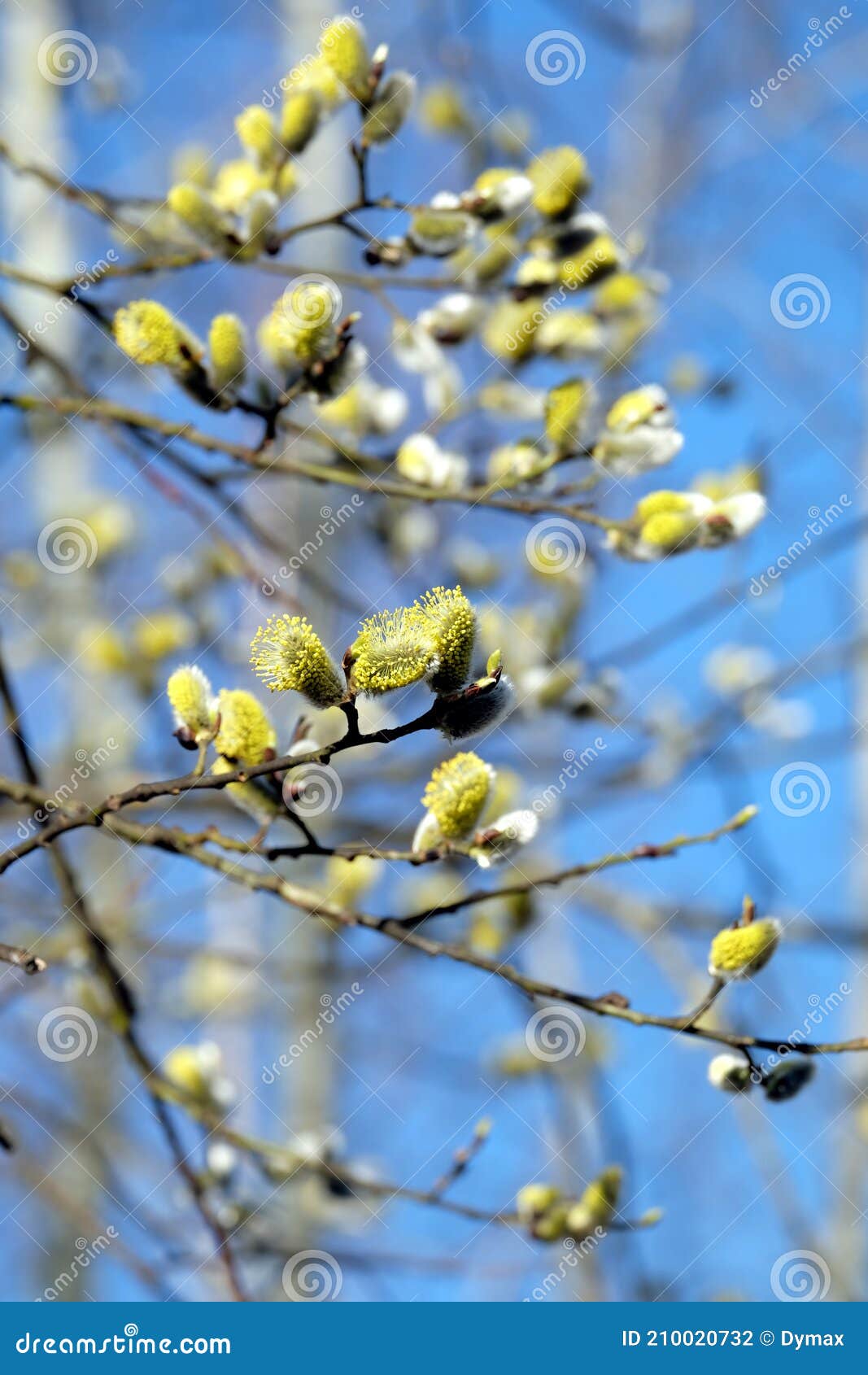 many willow branches with bushy sprouts blossom against clear cloudless blue sky in bright spring day vertical view