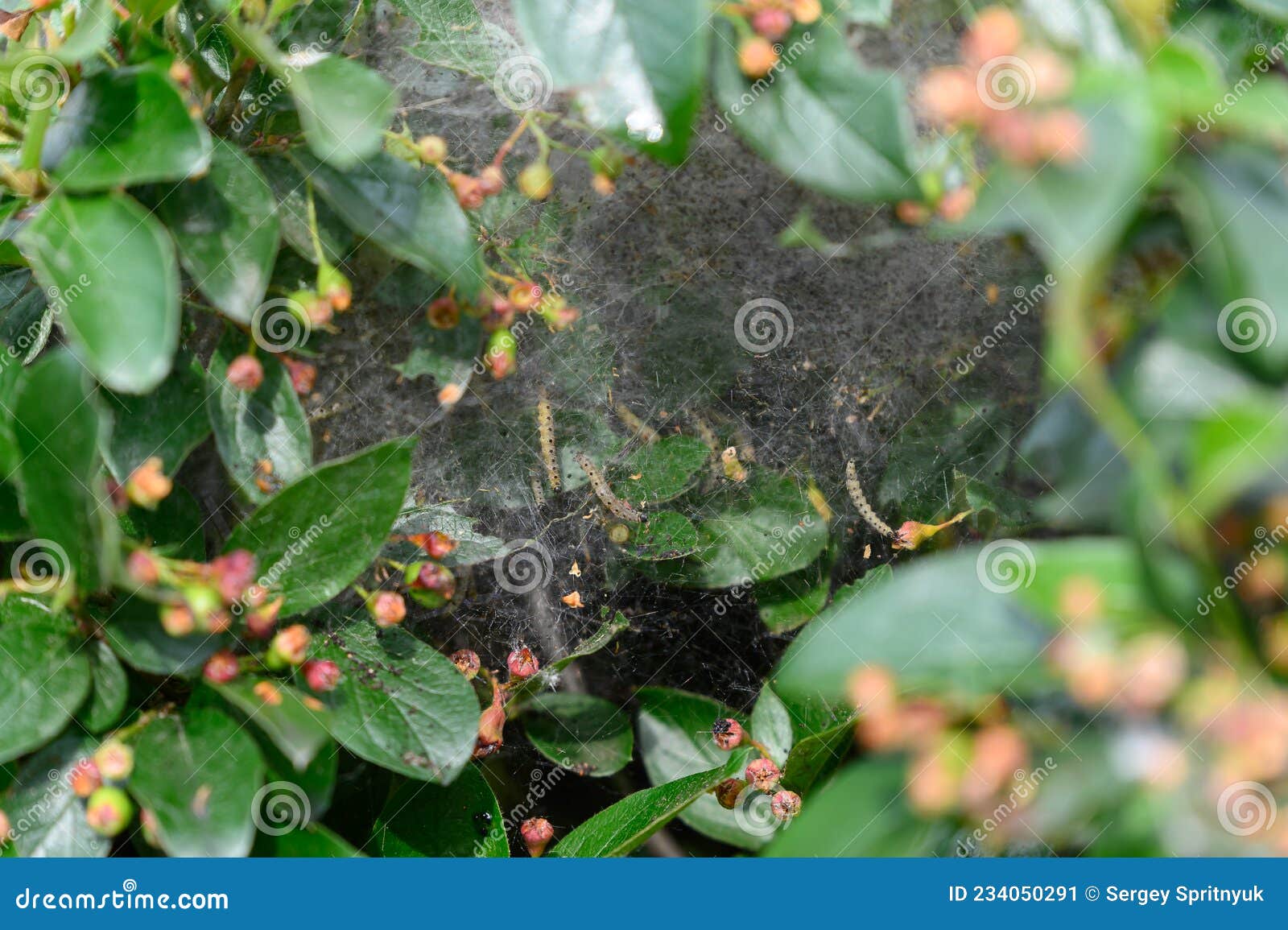 Many Yellow Caterpillars with Black Dots Stock Image Image of