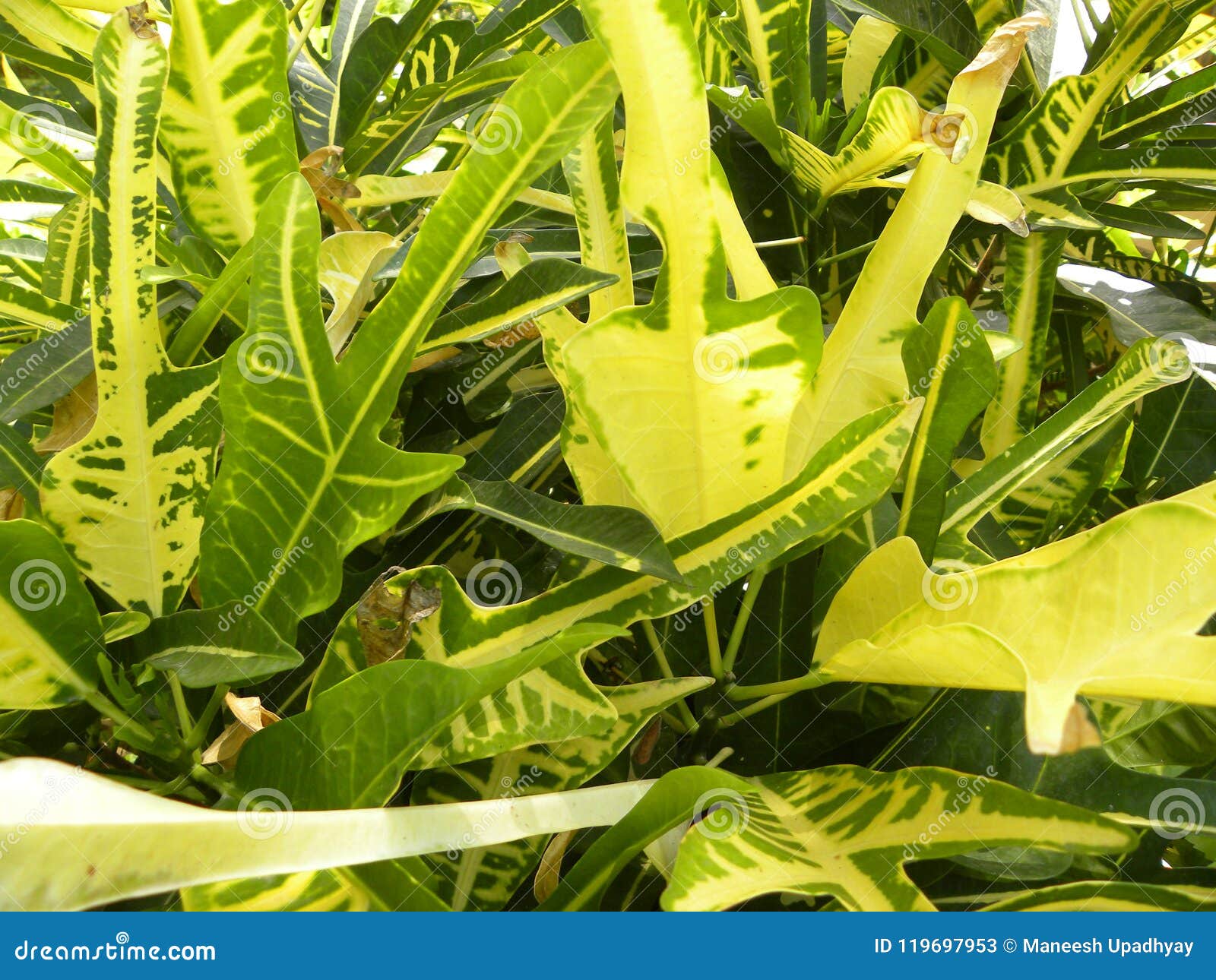 download croton seadiver download croton seadiver