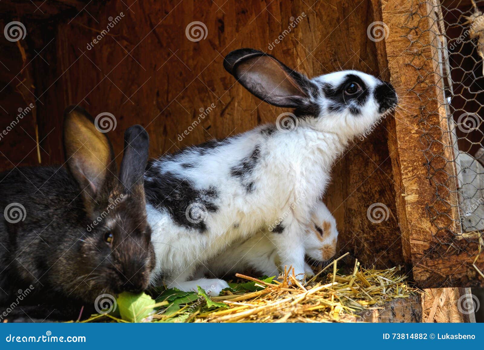 Many Young Bunnies in a Shed. a Group of Small Rabbits Feed in Barn