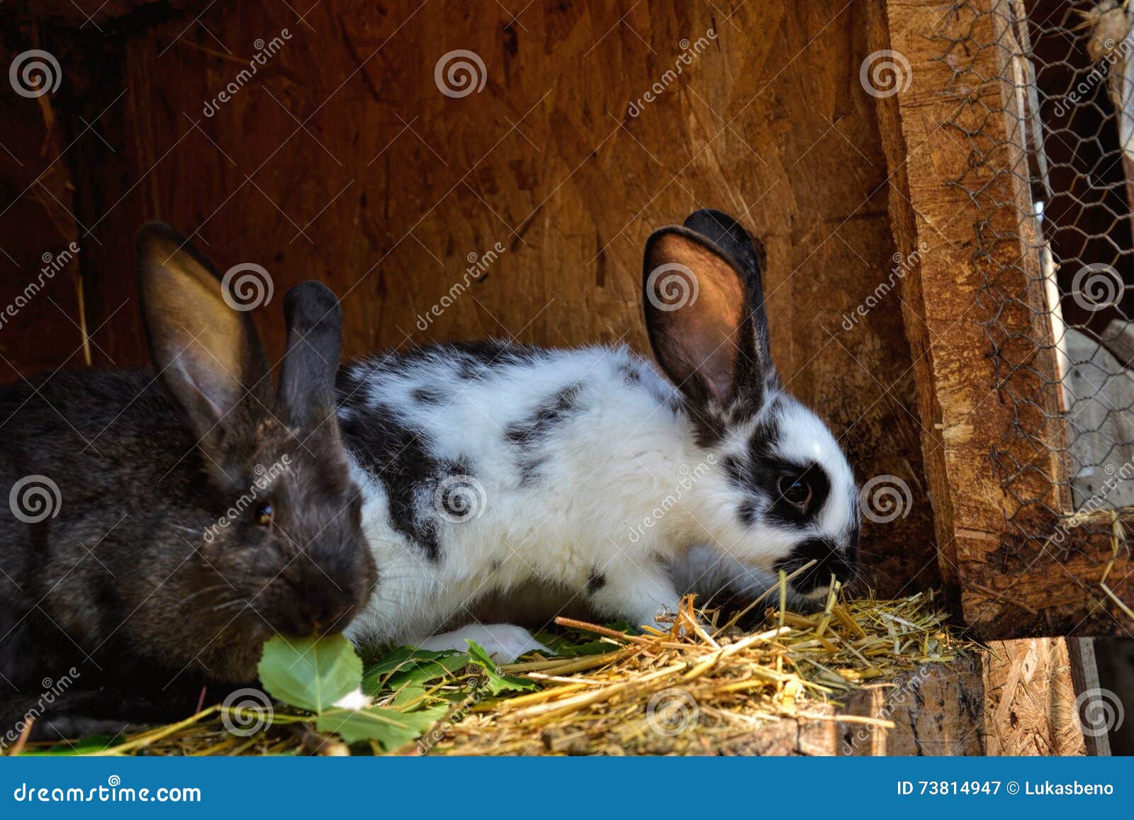 Many Young Bunnies in a Shed. a Group of Small Rabbits Feed in Barn