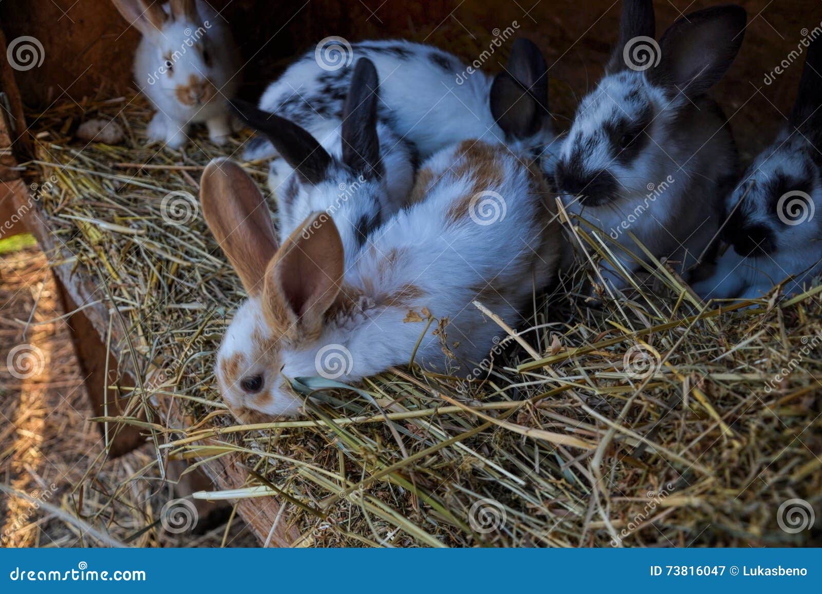 Many Young Bunnies in a Shed. a Group of Small Rabbits Feed in Barn