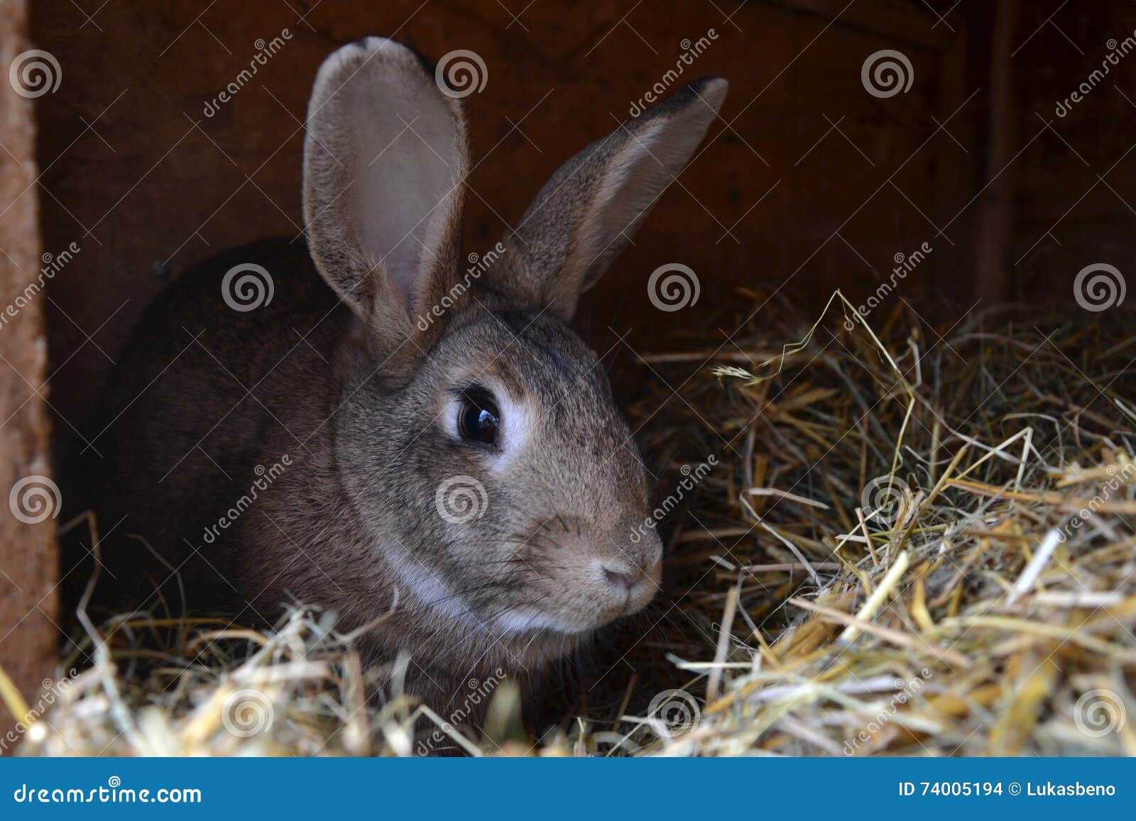 Many Young Bunnies in a Shed. a Group of Small Rabbits Feed in Barn