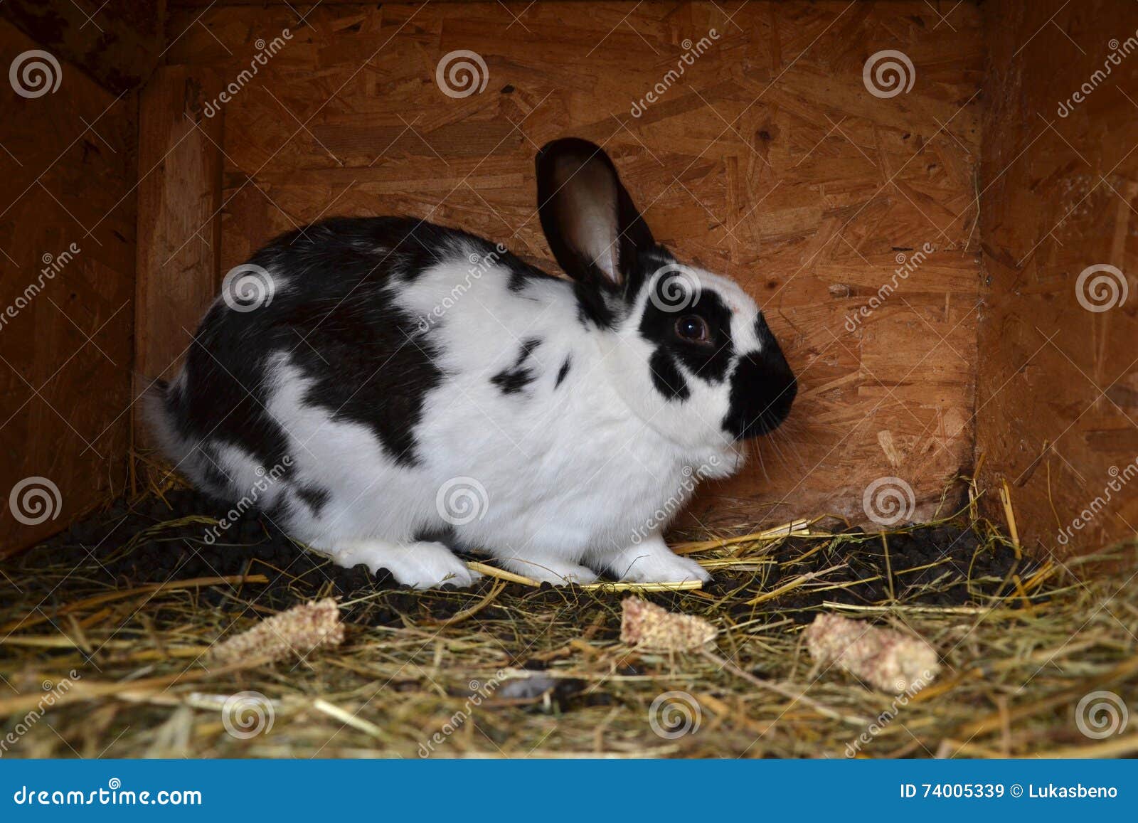 Many Young Bunnies in a Shed. a Group of Small Rabbits Feed in Barn