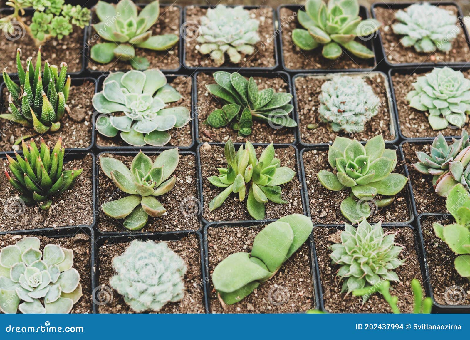 Many Young Cacti and Succulents in Square Pots Stock Photo Image of