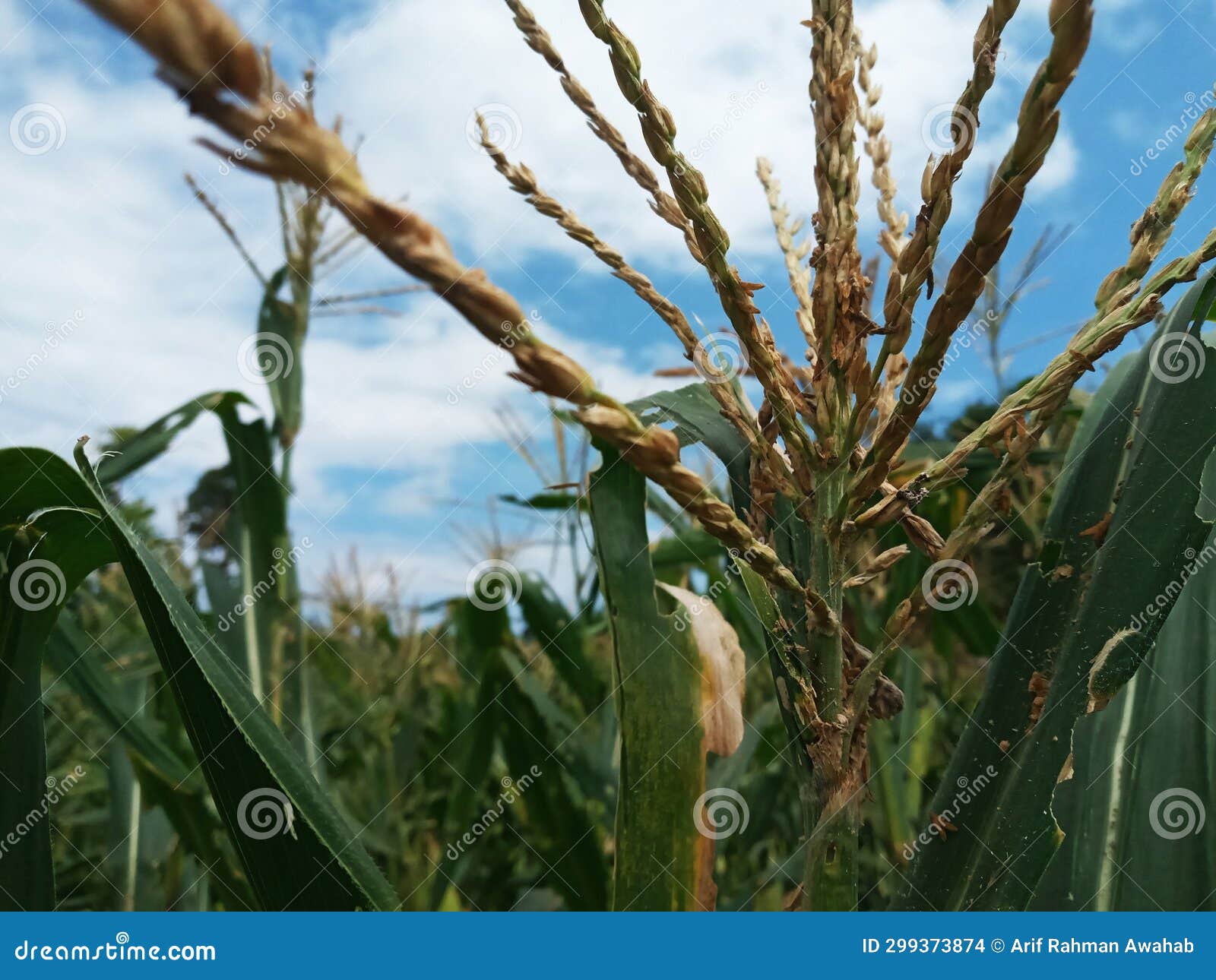 Many Young Corn Plants at the Field during the Day Stock Photo Image