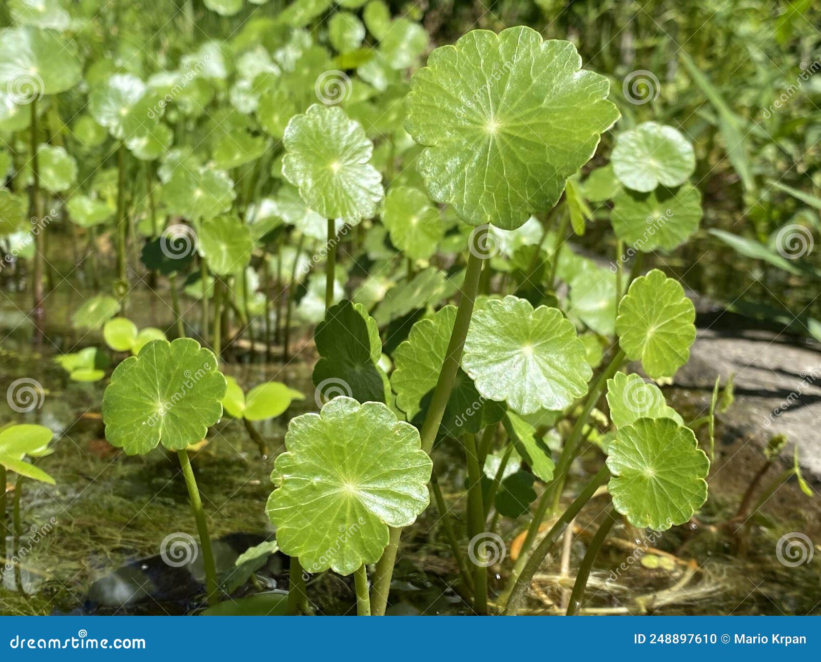 manyflower marshpennywort / hydrocotyle umbellata / dollarweed, acariÃÂ§oba, wassernabel doldiger, ombligo de venus, quitasolillo