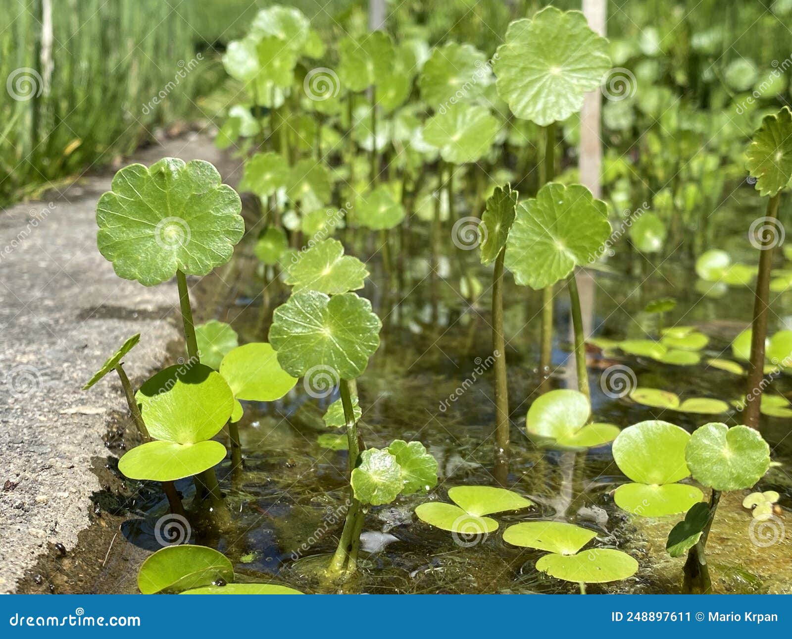 manyflower marshpennywort / hydrocotyle umbellata / dollarweed, acariÃÂ§oba, wassernabel doldiger, ombligo de venus, quitasolillo