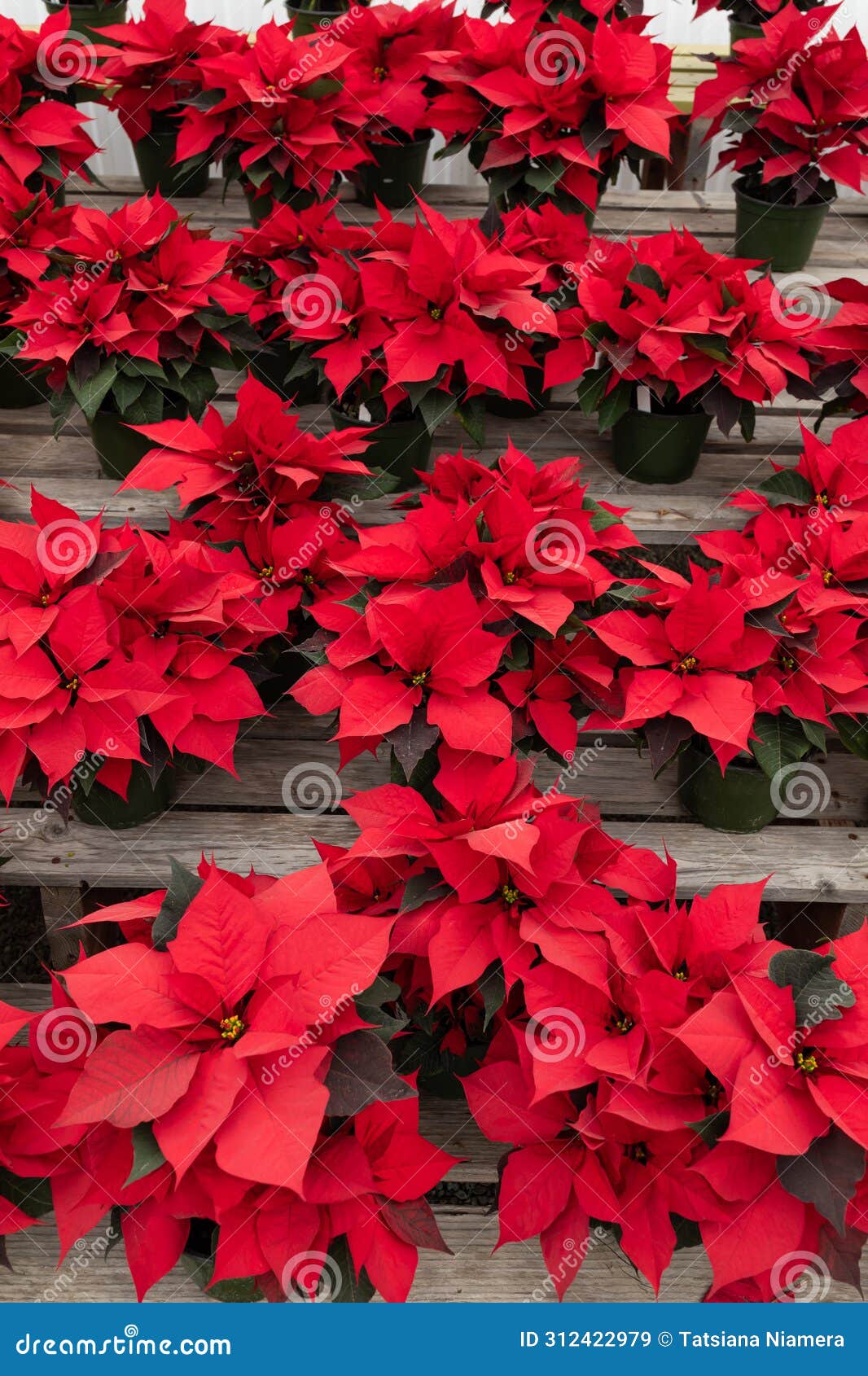 manyred striking poinsettia flower, with star-d red leaves, christmas eve flower