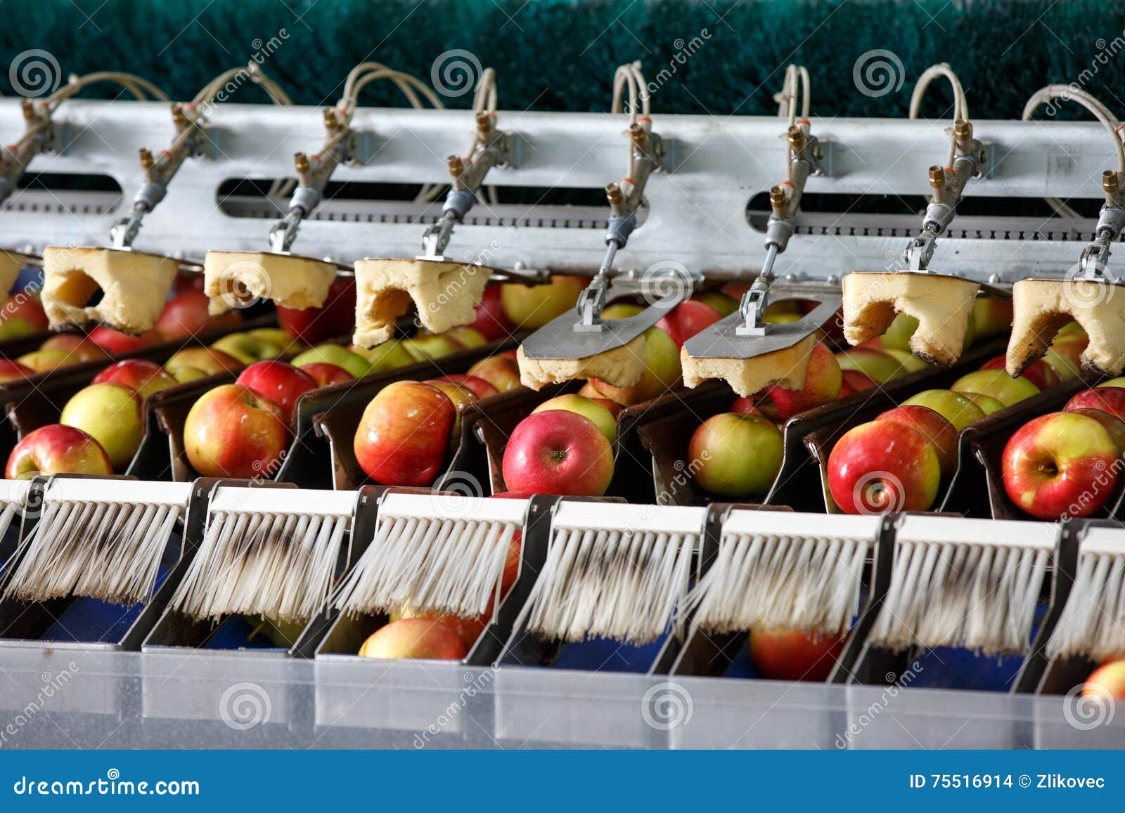 Manzanas Limpias Frescas En La Banda Transportadora archivo - de consumerismo, alimento: 75516914