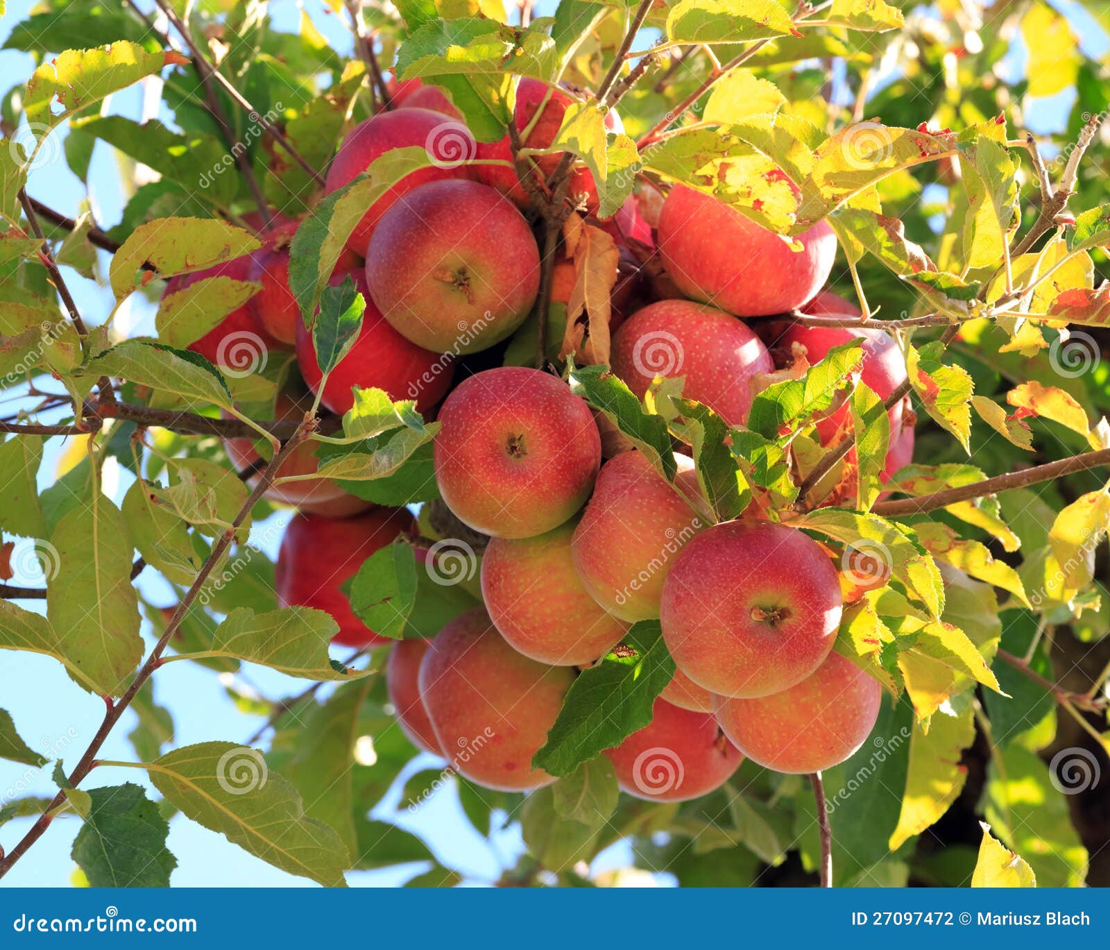 Álbumes 103+ Imagen De Fondo Imágenes De Un árbol De Manzana El último