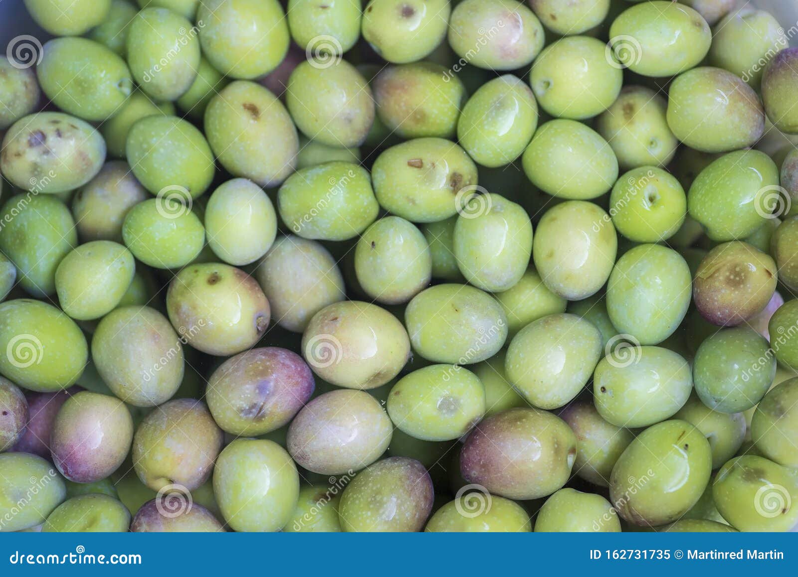 manzanilla cacereÃÂ±a variety olives. olives or olives from extremadura olive trees