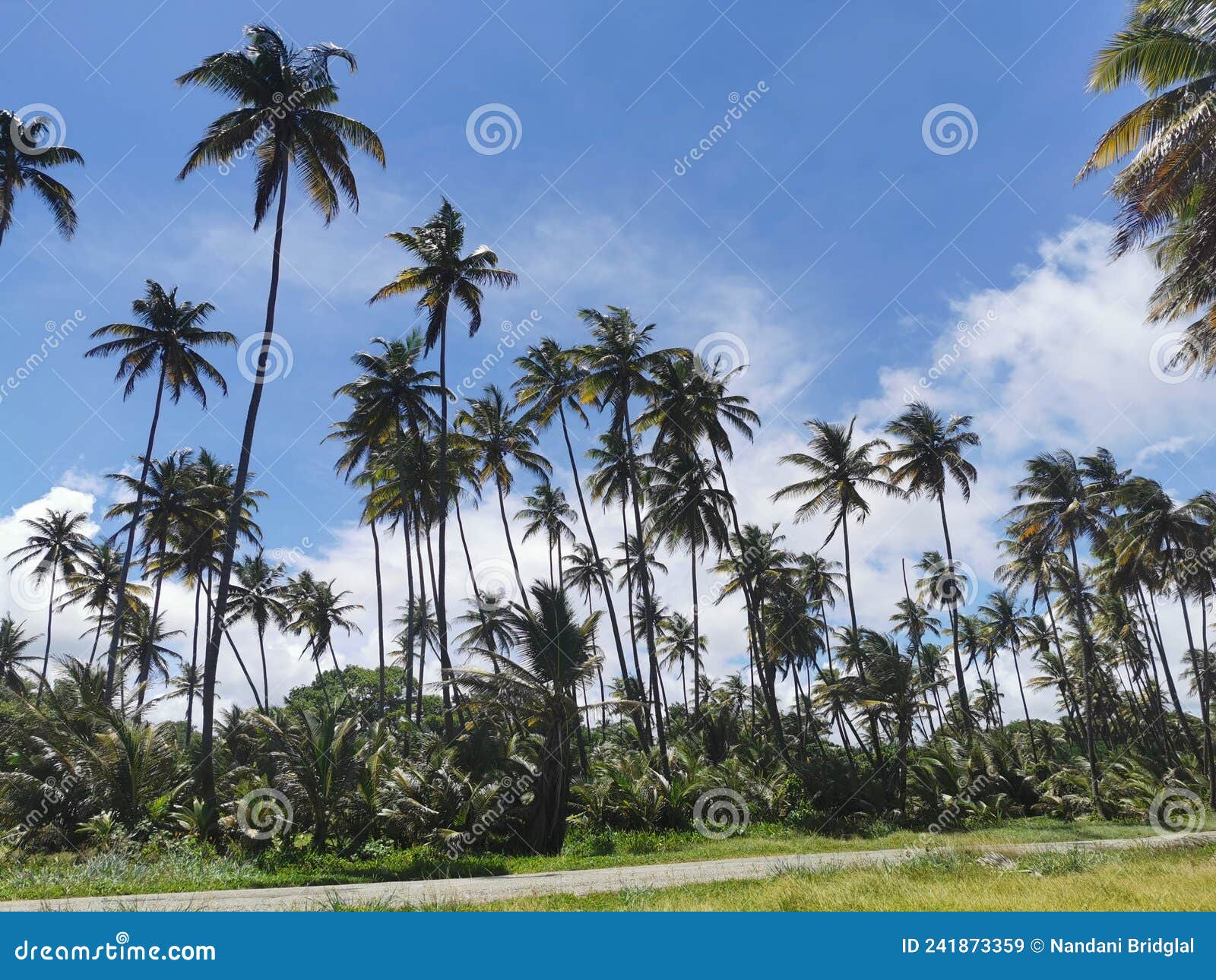 manzanilla mayaro road located along the coastline of east trinidad