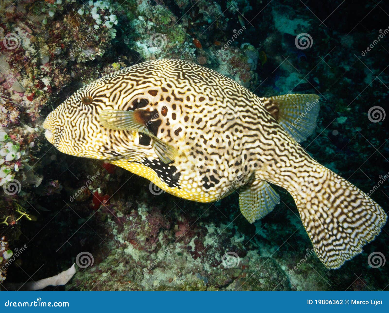 Map puffer fish stock photo. Image of marine, guineafowl 19806362