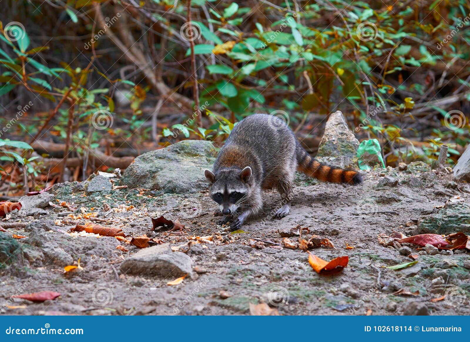 mapache wild raccoon in riviera maya