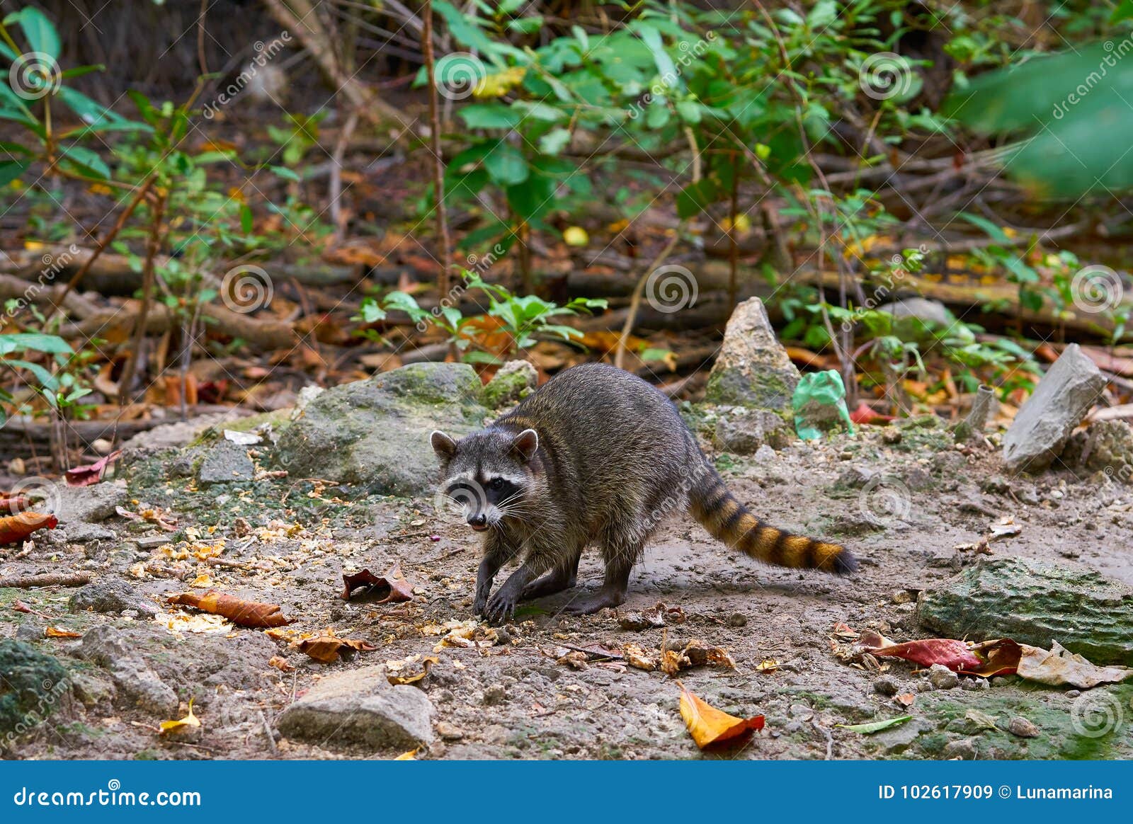 mapache wild raccoon in riviera maya