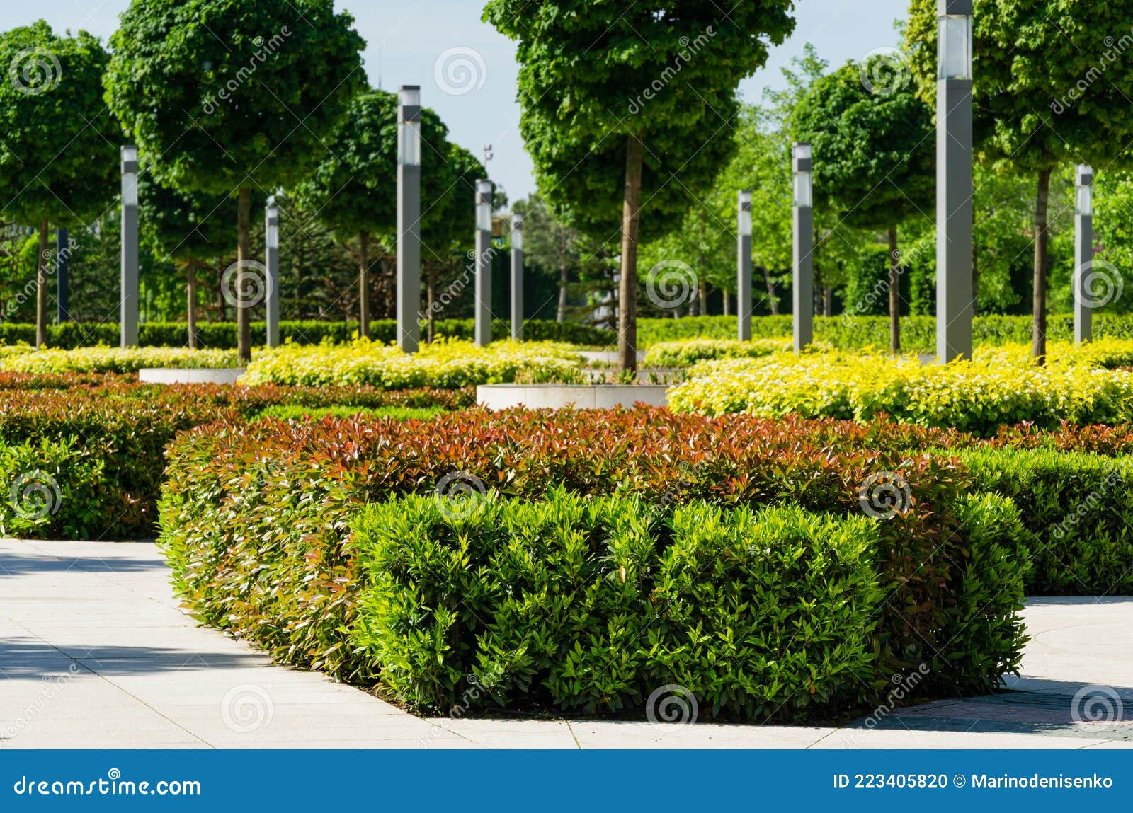 maple alley acer platanoides globosum with trimmed cherry laurel bushes,  photinia and yellow-leaved physocarpus opulifolius