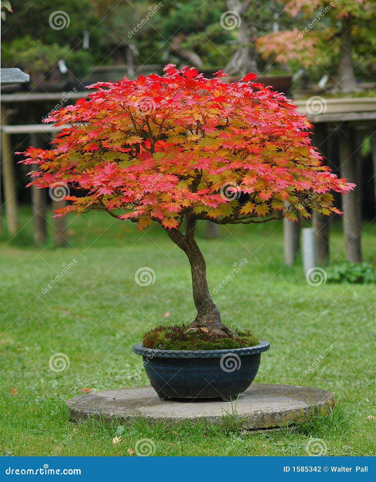 Maple Bonsai in Fall Colors Stock Photo Image of maple, mapl 1585342