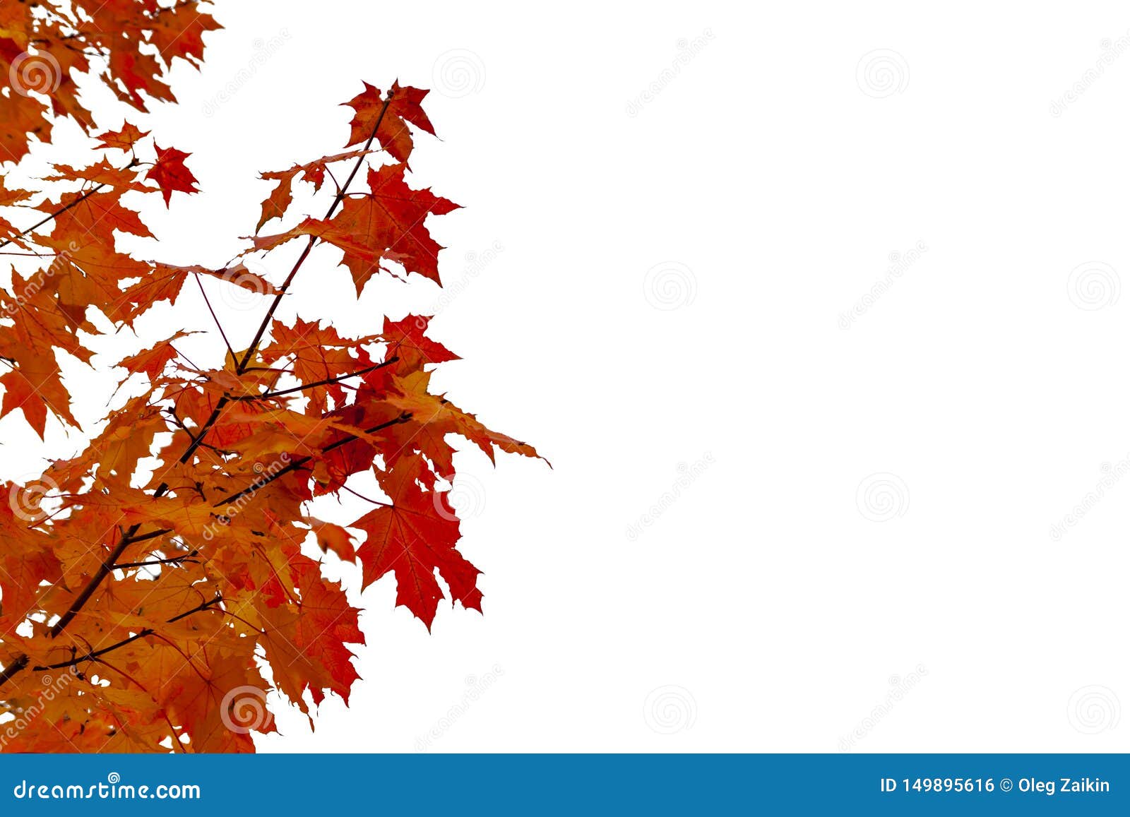 Maple Branch with Red Leaves on a White Background Stock Photo Image