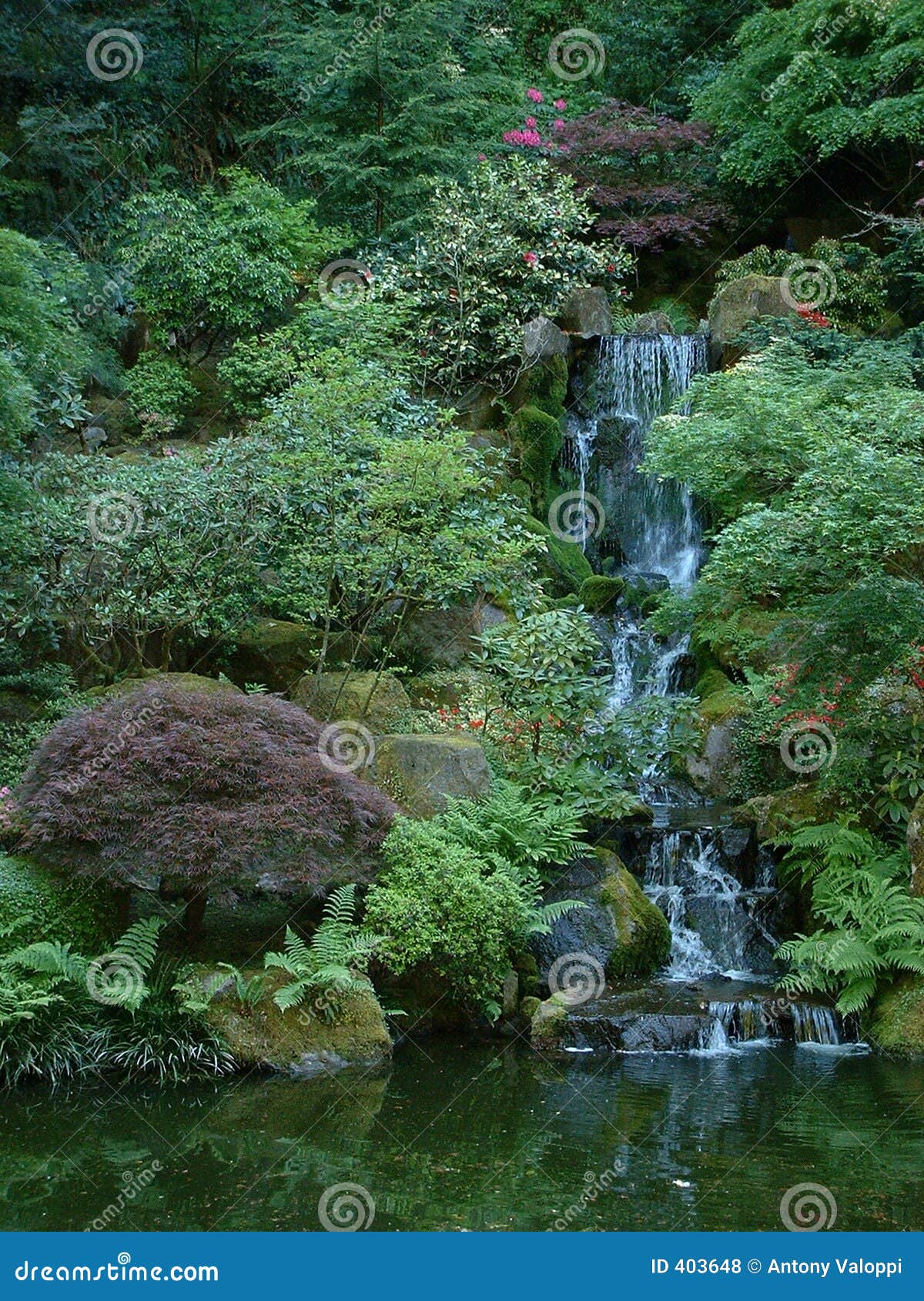 Maple and Falls stock photo. Image of stream, japanese 403648