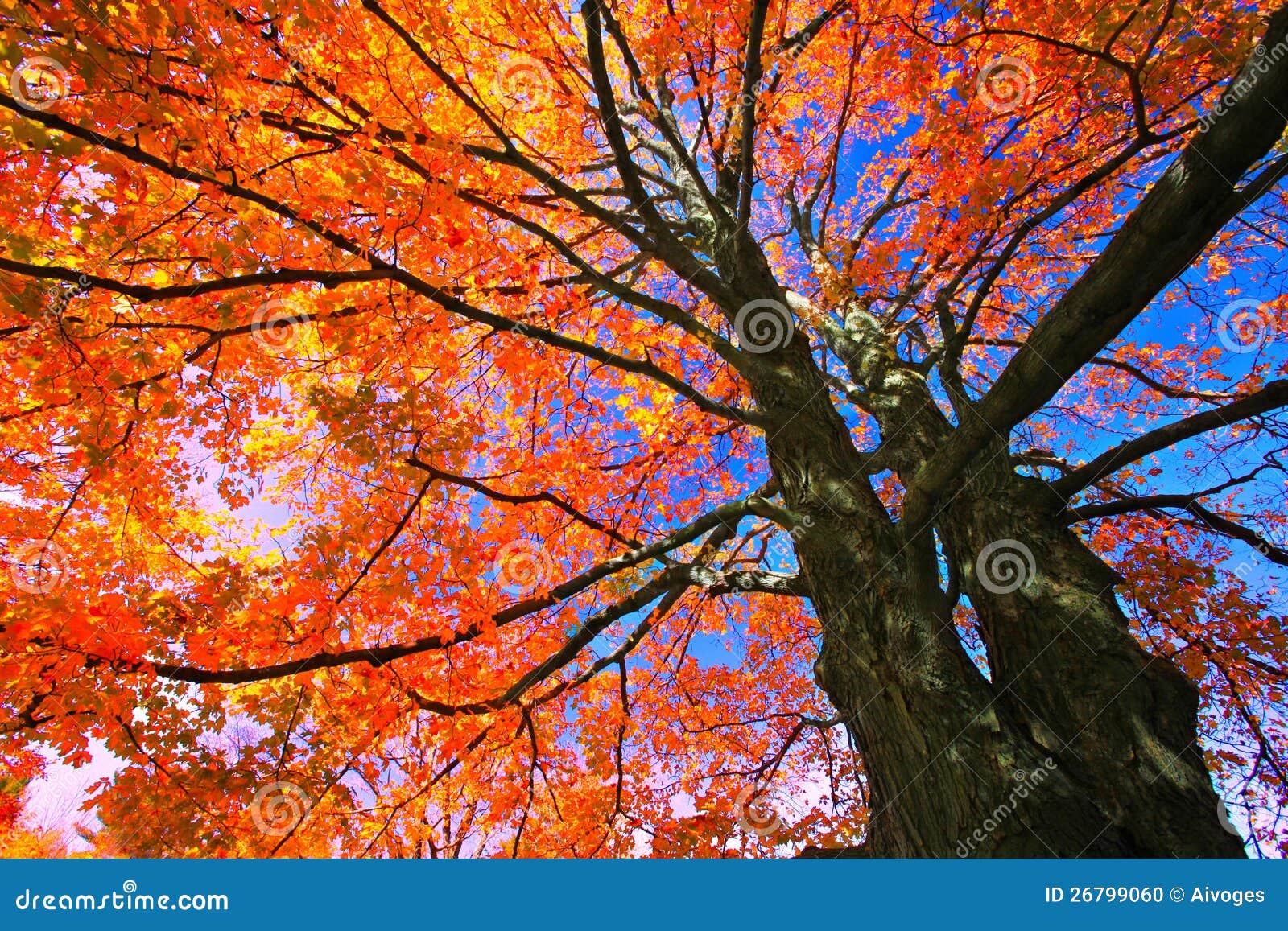 Maple Foliage in Autumn, Canada Stock Photo Image of maple, outdoors