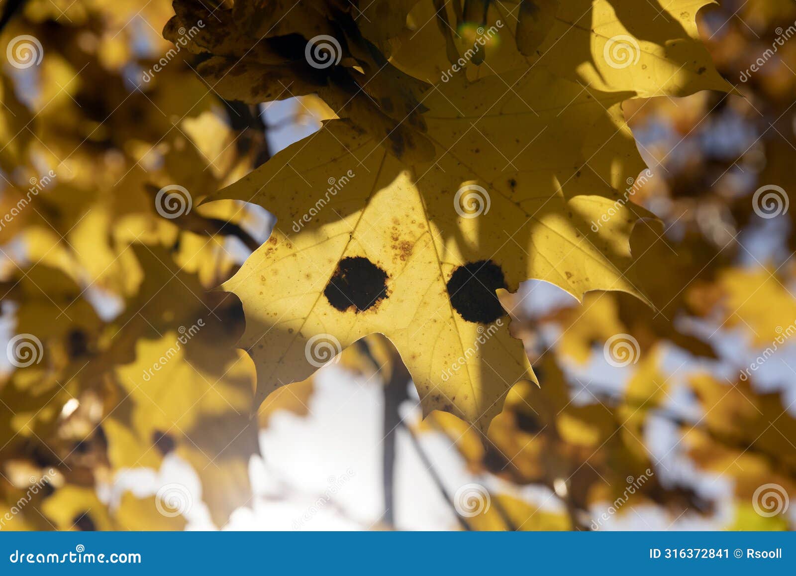 maple foliage that has changed color in autumn