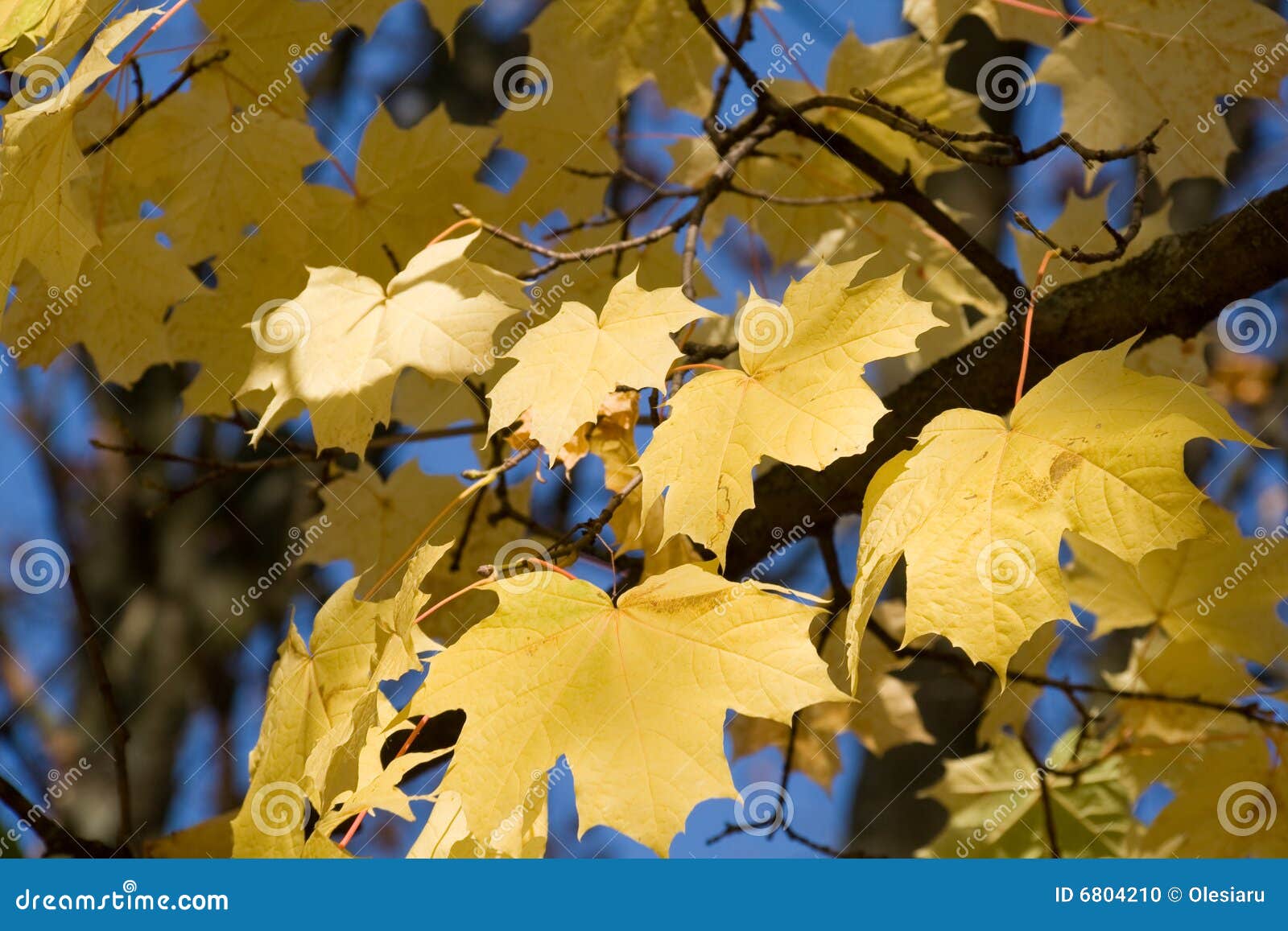 maple foliage in november